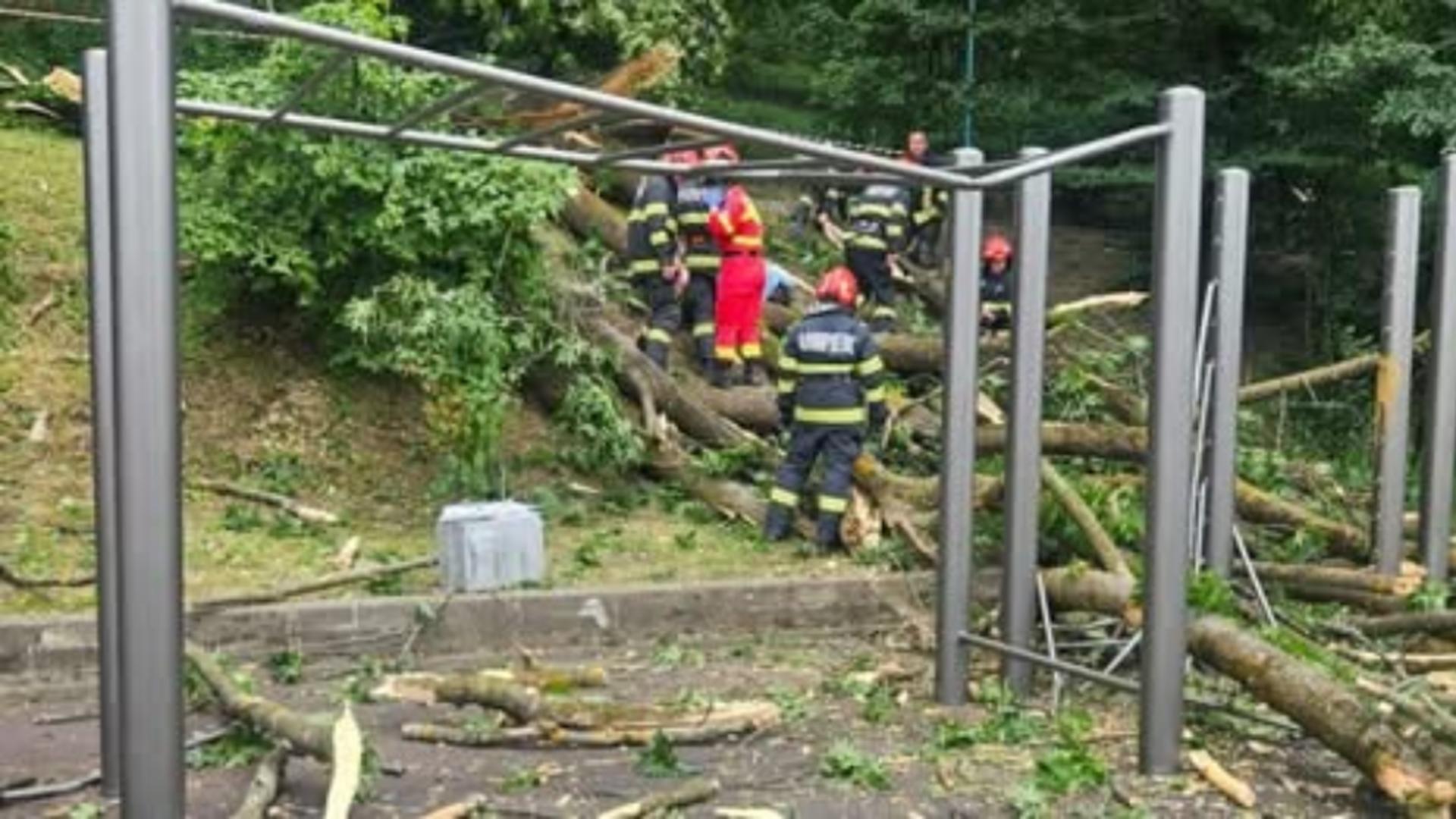 Cei 2 au fost prinși sub arborele uriaș (foto: Brasov.net)