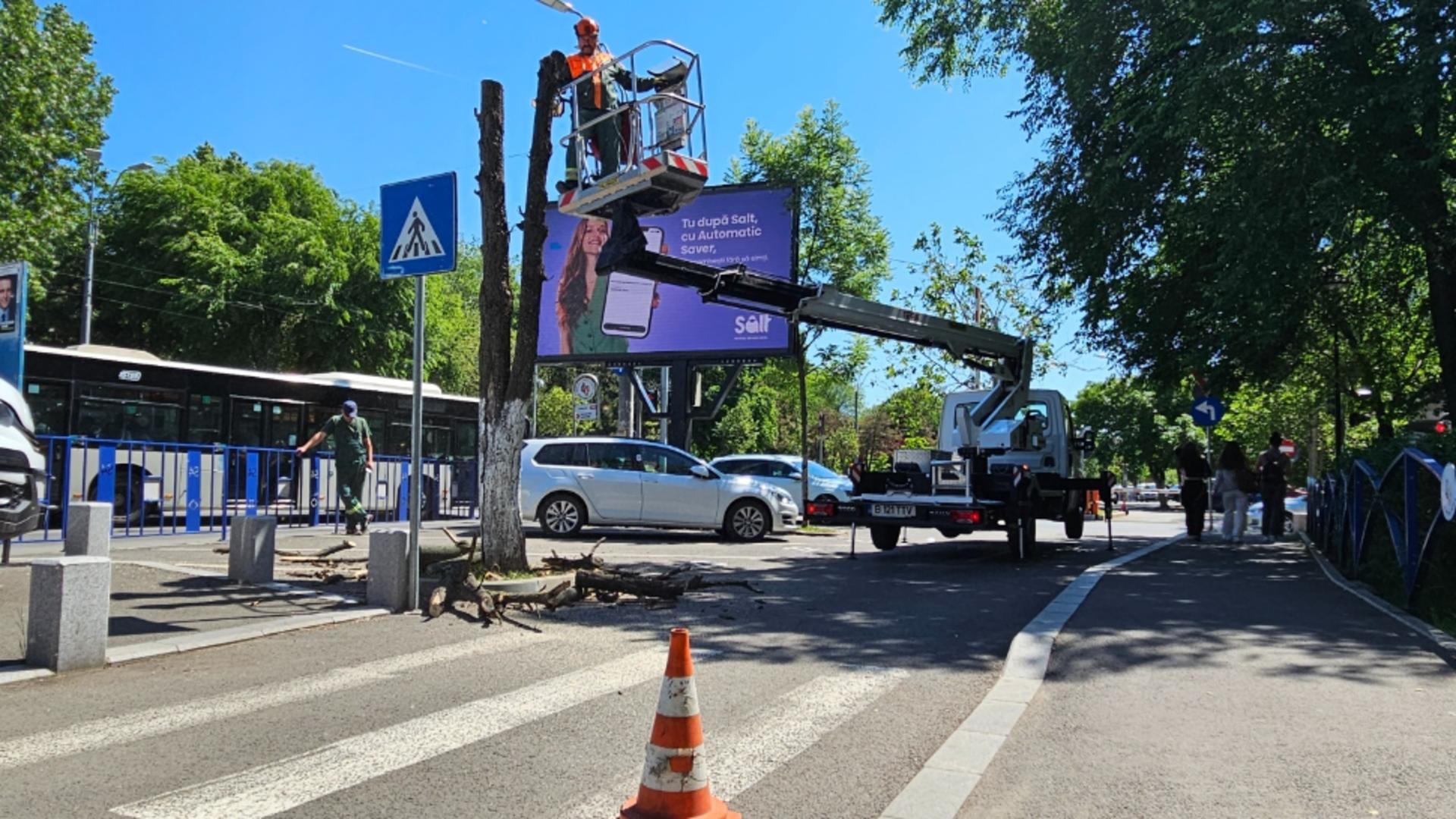 Peste 1400 de arbori uscați sau aflați în declin biologic urmează să fie îndepărtați