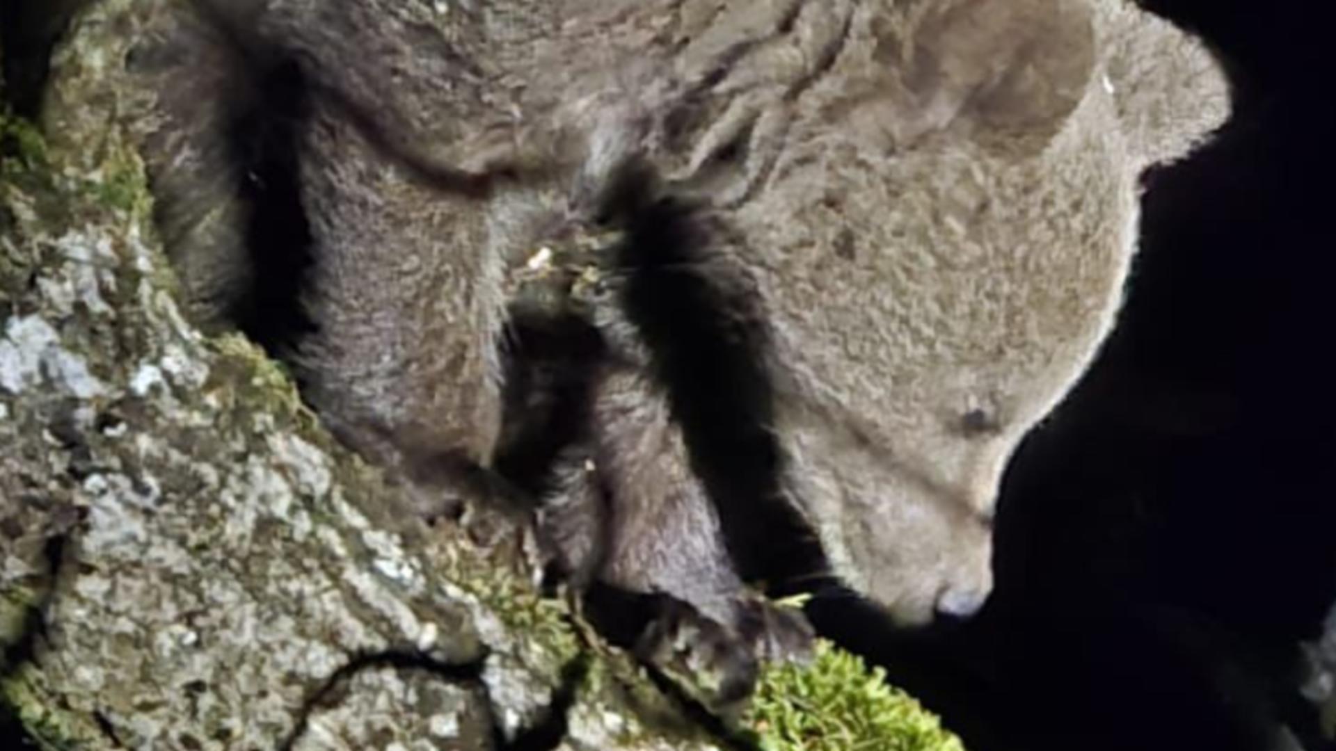 Panică într-o gospodărie din Alba, după ce un pui de urs s-a urcat într-un copac. Jandarmii l-au dat jos/ Captură video