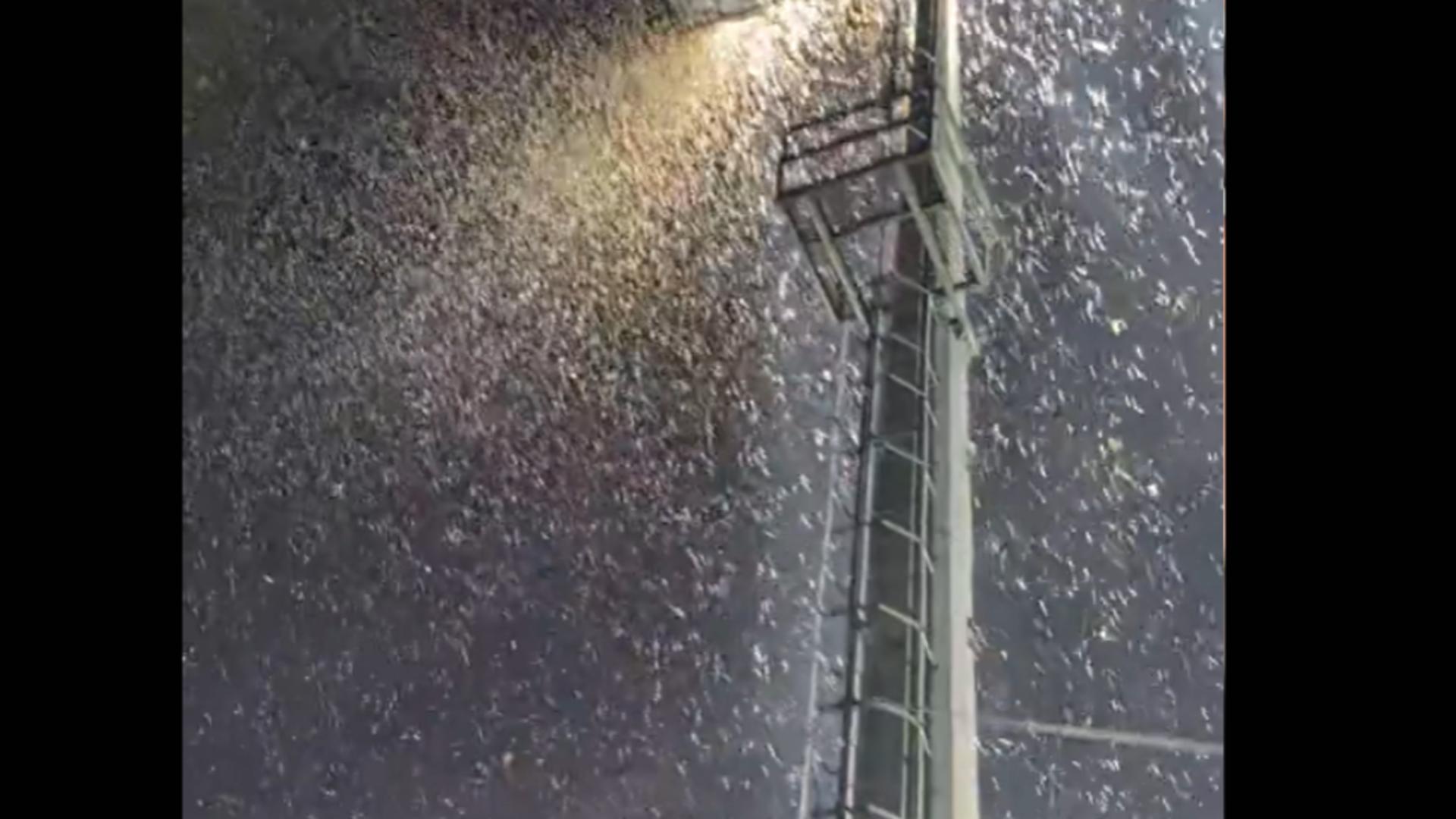 Invazie neobișnuită de INSECTE! Românii au intrat în  panică: imagini apocaliptice pe TikTok / Captură video