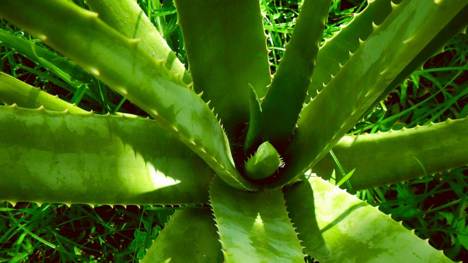 Cum să îngrijești corect Aloe Vera. Trucul care îți va menține planta suculentă și sănătoasă!