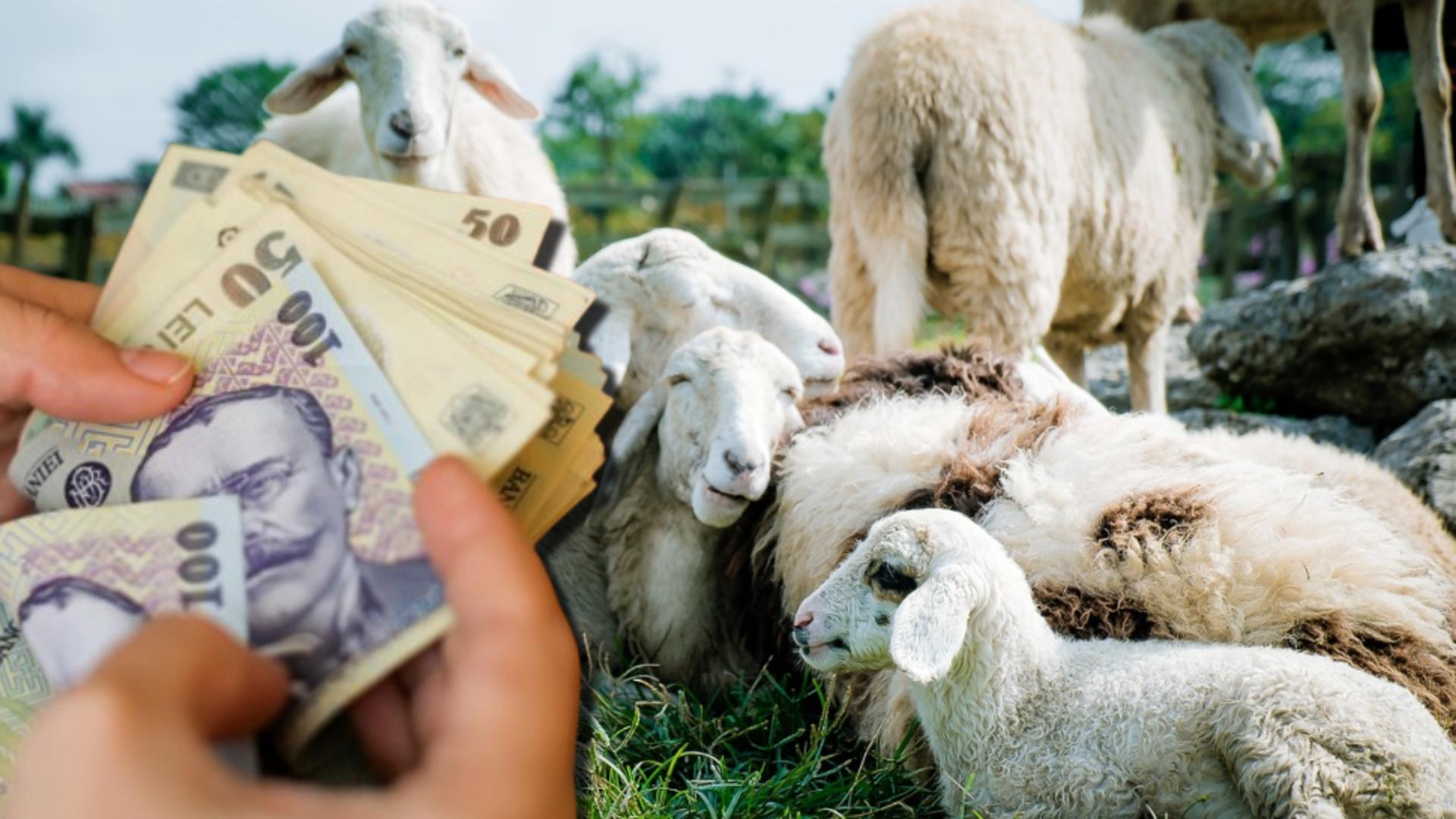 Vești bune pentru crescătorii de animale! FOTO: Pixabay