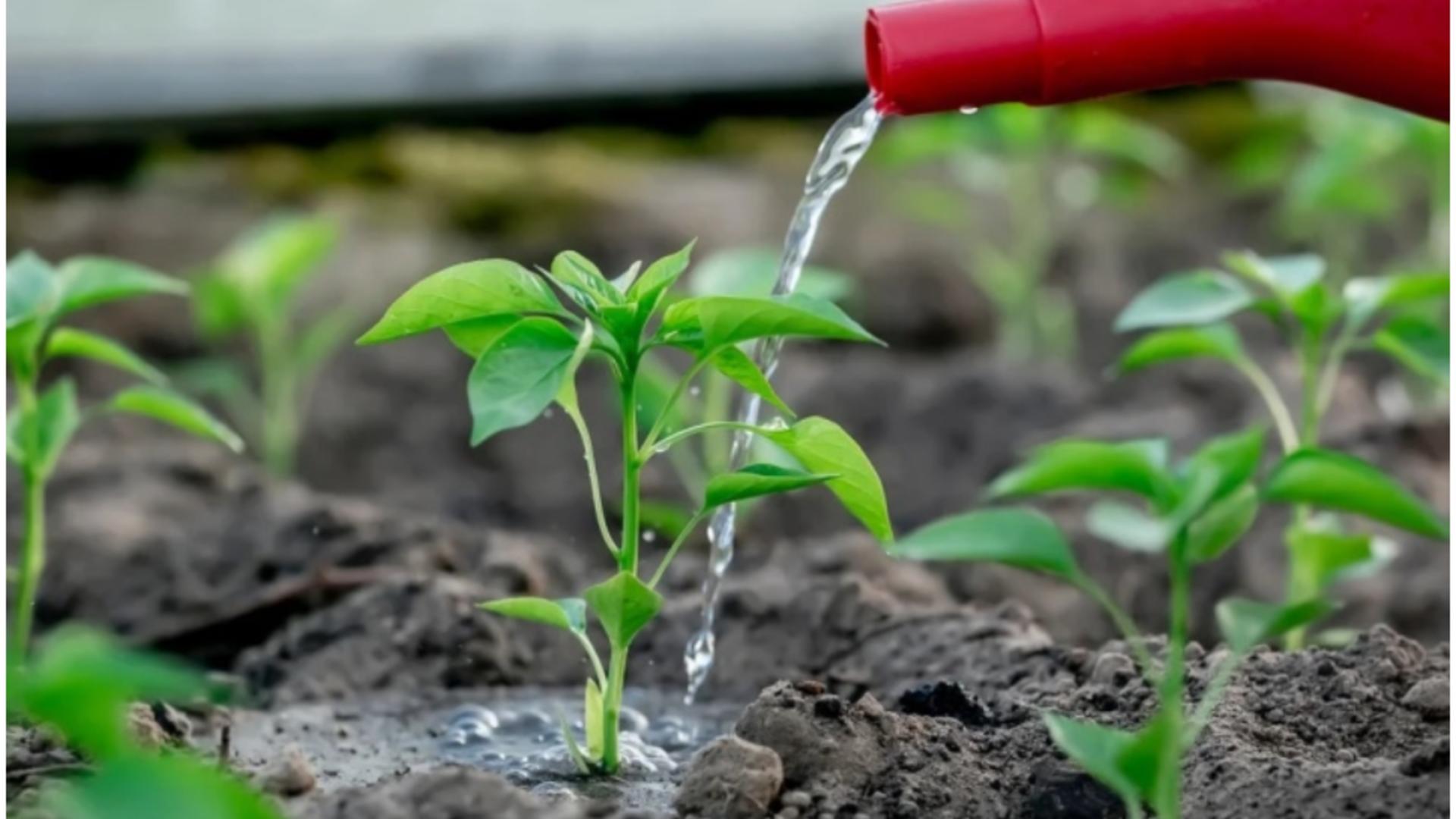 Cât de des trebuie să uzi ardeii pentru a avea o recoltă bună