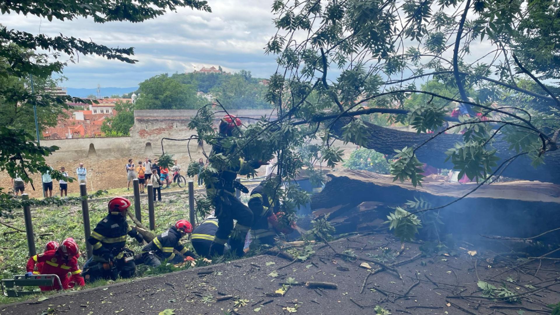 Dosar penal după ce un copac a ucis un om și a rănit un altul, la Brașov