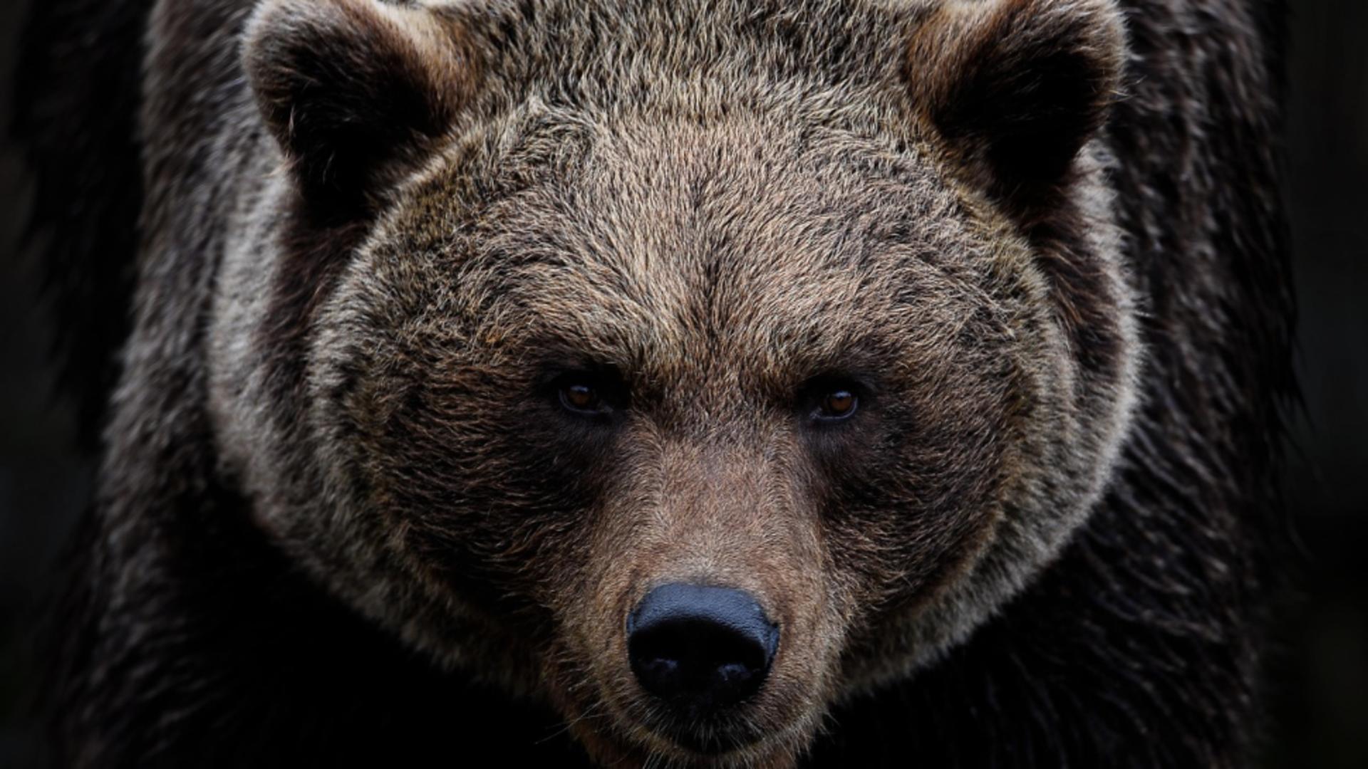 Alertă în Alba Iulia: locuitorii au primit mesaj RO-Alert despre prezența unui urs