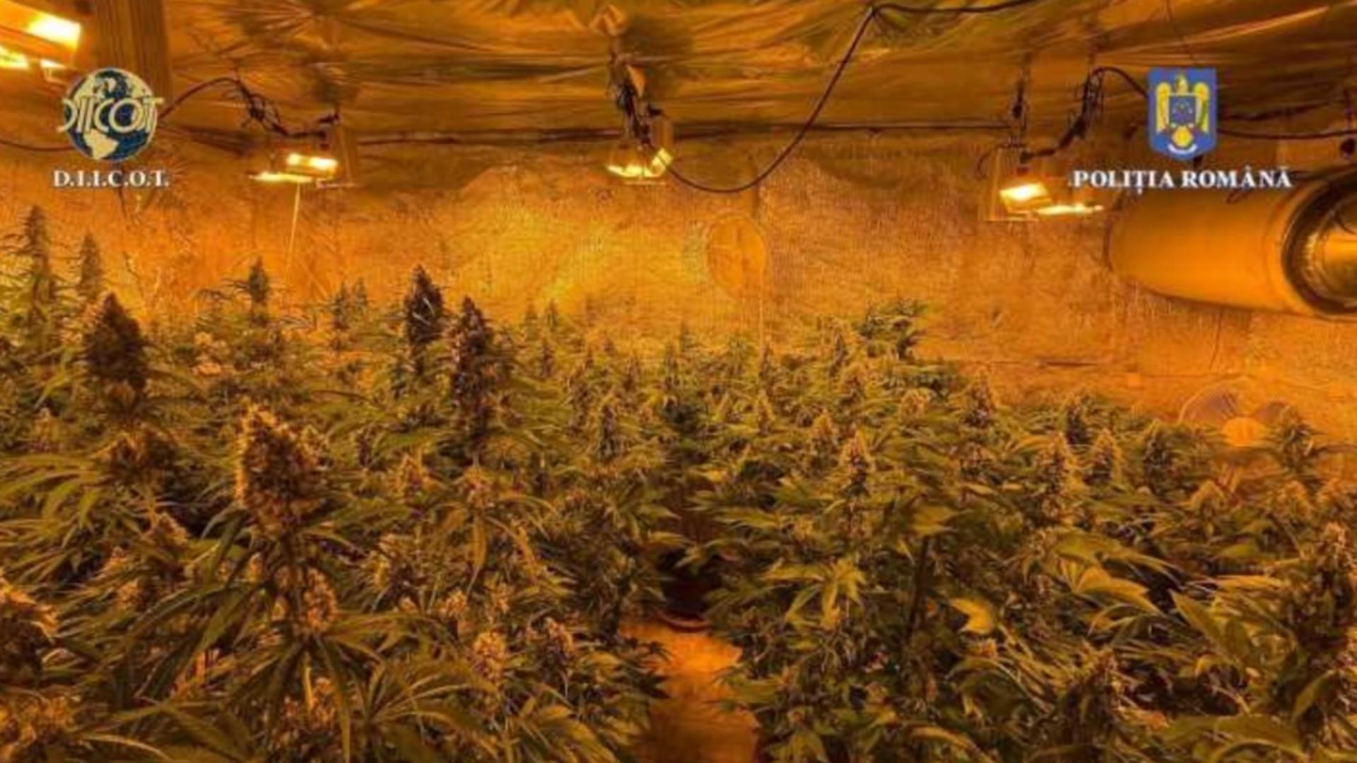 Bărbatul a fost prins cu aproape 40 de plante de canabis în casă. Foto/Poliția Română