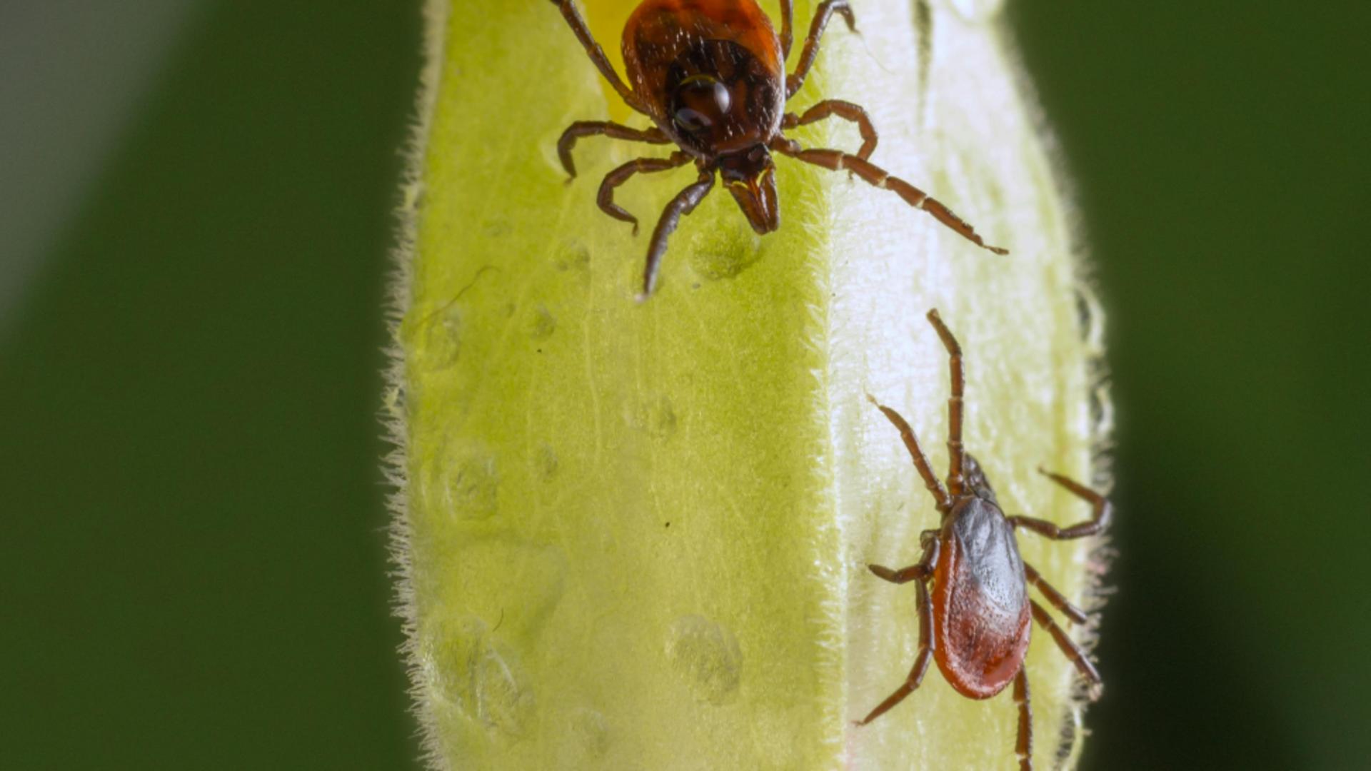 Cum te poți proteja în mod natural de căpușe și tânțari. Sfaturi utile de care trebuie să ții cont