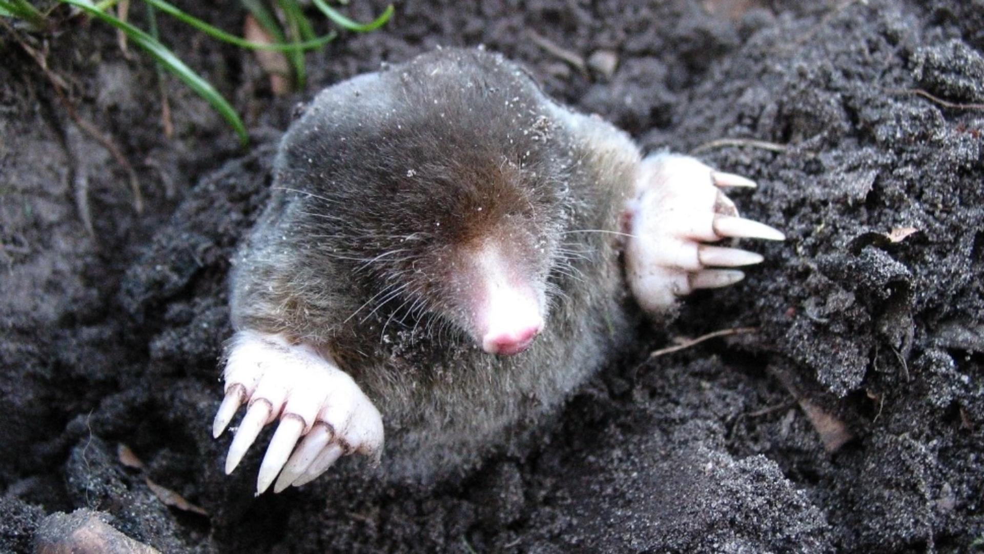 Copacul pe care trebuie să îl ai în curte pentru a ține cârtițele la distanță. Parfumul său natural pune pe fugă micile rozătoare  