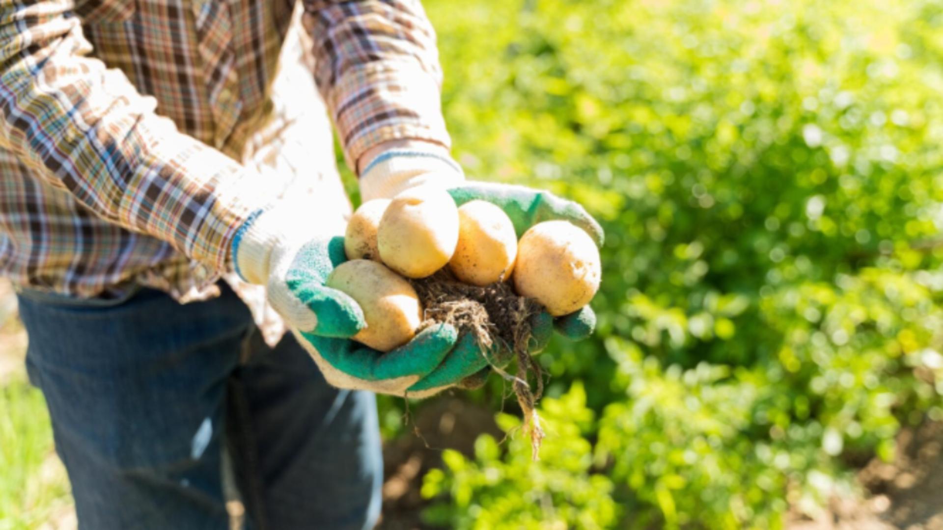 Secretele bunicilor pentru o recoltă bogată de cartofi