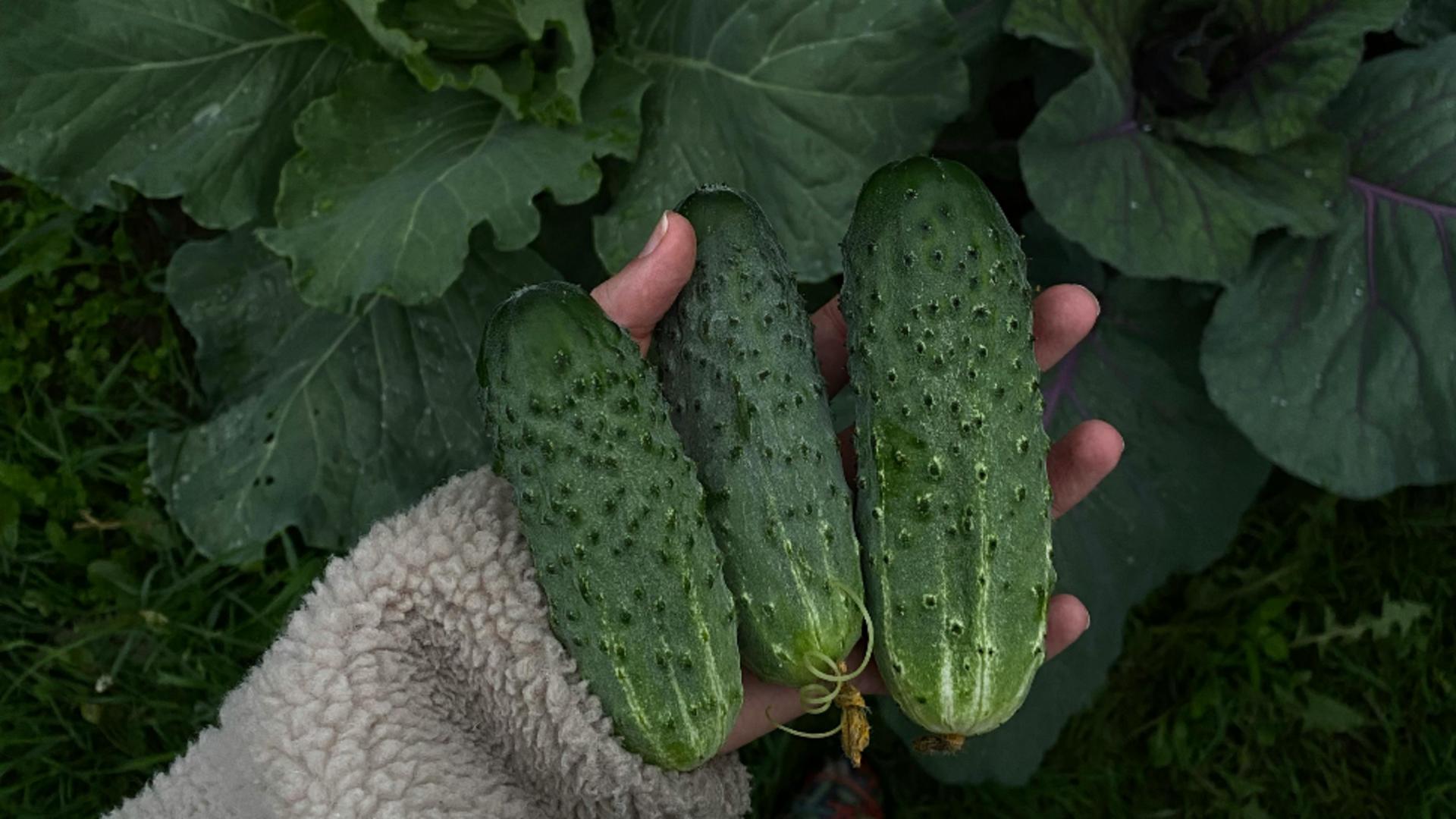 Care este cel mai potrivit loc pentru cultivarea castraveților. Sfaturi utile pentru toți grădinarii