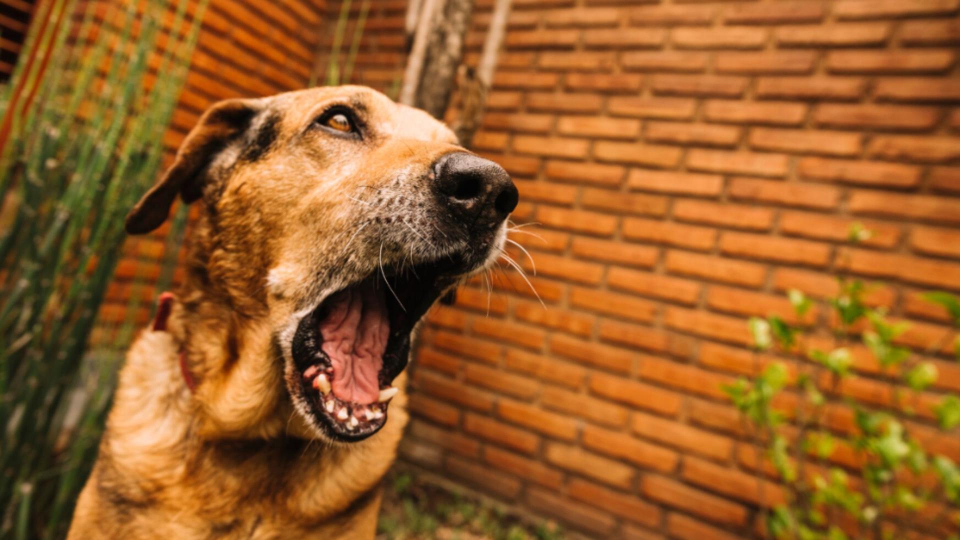 Metoda inedită prin care un bărbat s-a răzbunat, după ce câinele vecinului l-a ținut treaz nopți la rând