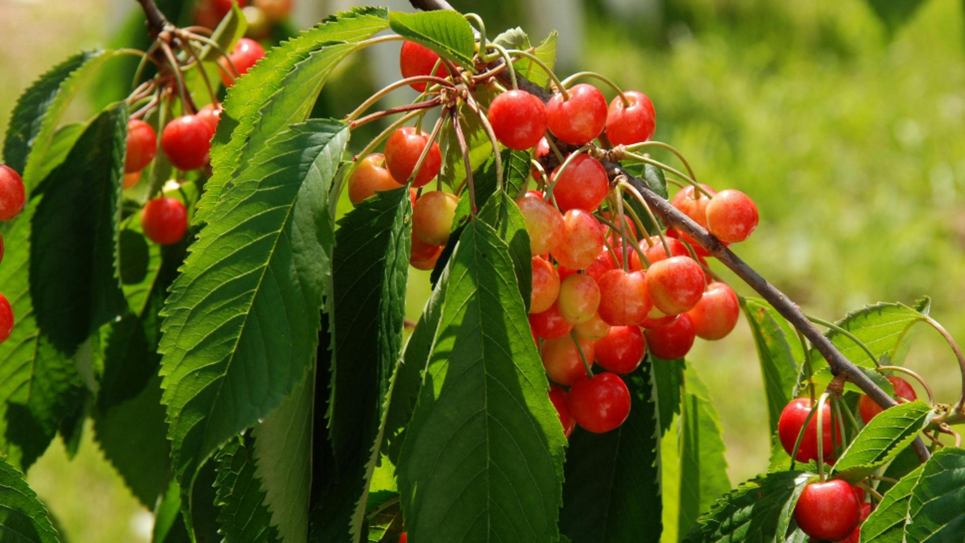 Când sunt prăznuiți MOȘII DE VARĂ în 2025. Ce trebuie să știi despre sărbătoarea închinată celor adormiți