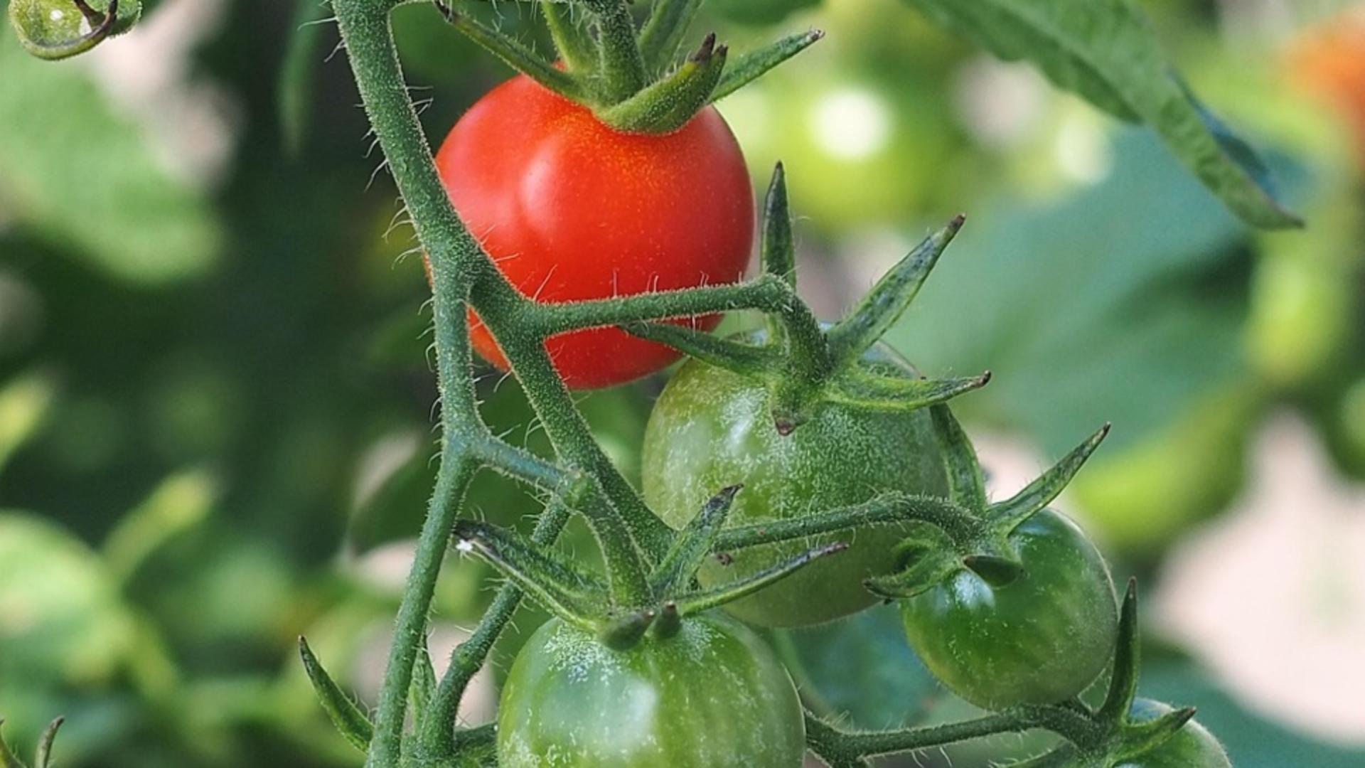 Roșiile în pericol: cum își protejează legumicultorii culturile din solarii în fața caniculei extreme. Trucul care salvează recolta în zilele cu 40 de grade