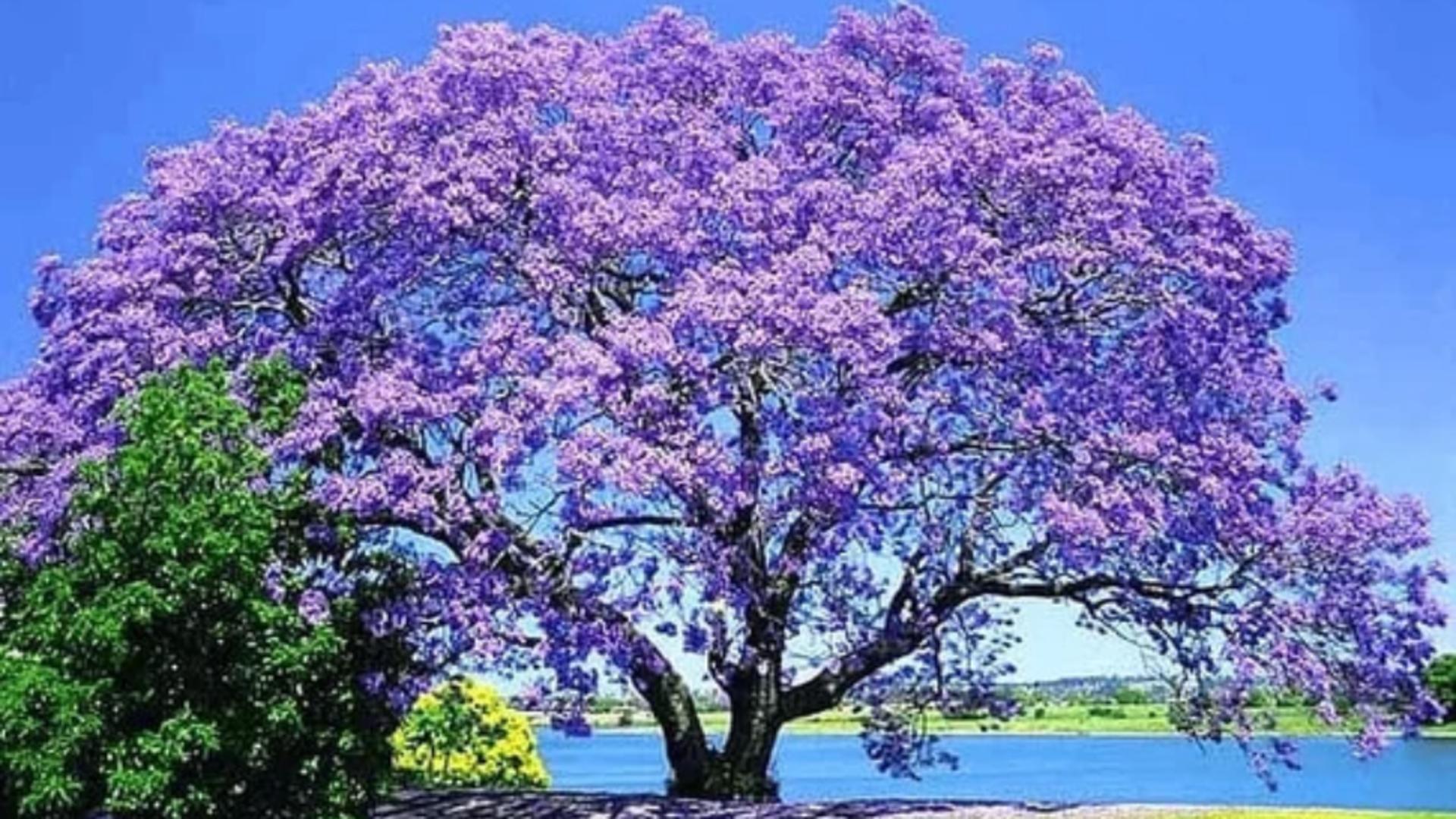 Copacul care ține țânțarii departe și înfrumusețează curtea ta