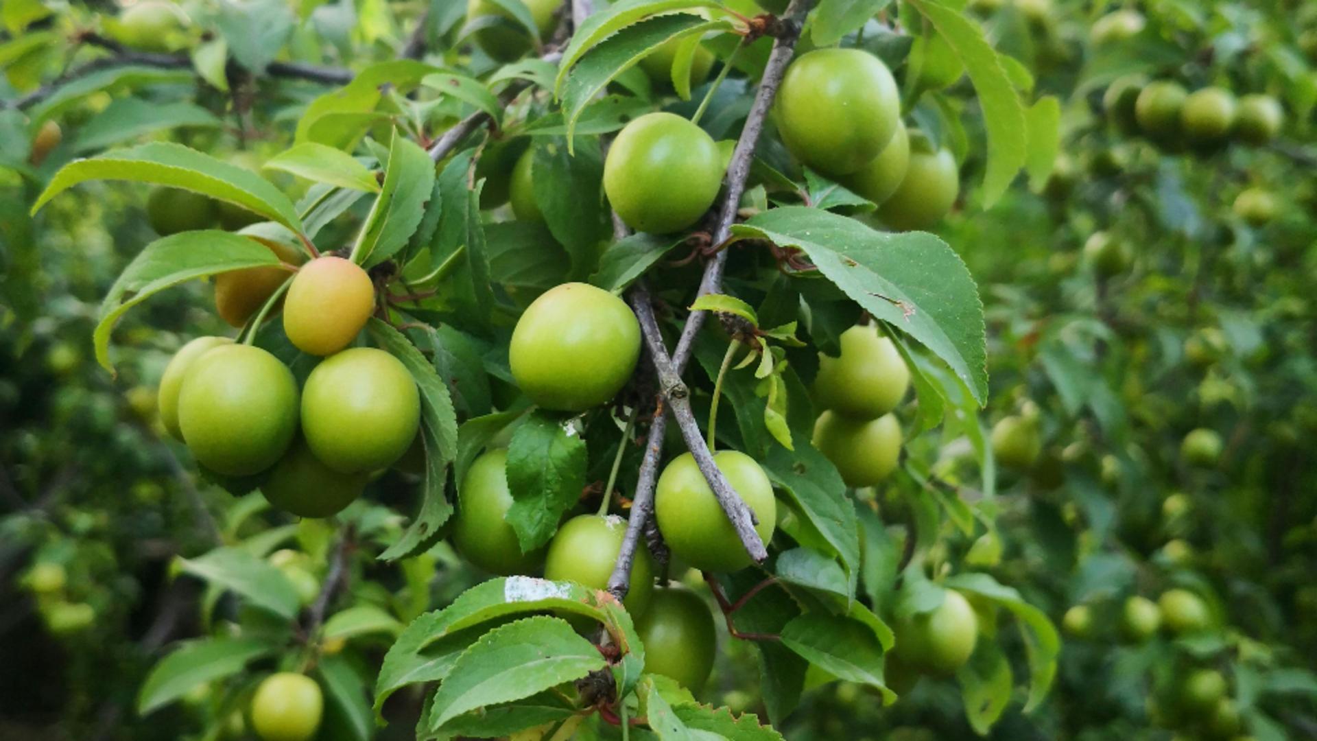 Cum să prepari bulion de corcodușe, cea mai bună soluție pentru acrirea ciorbelor