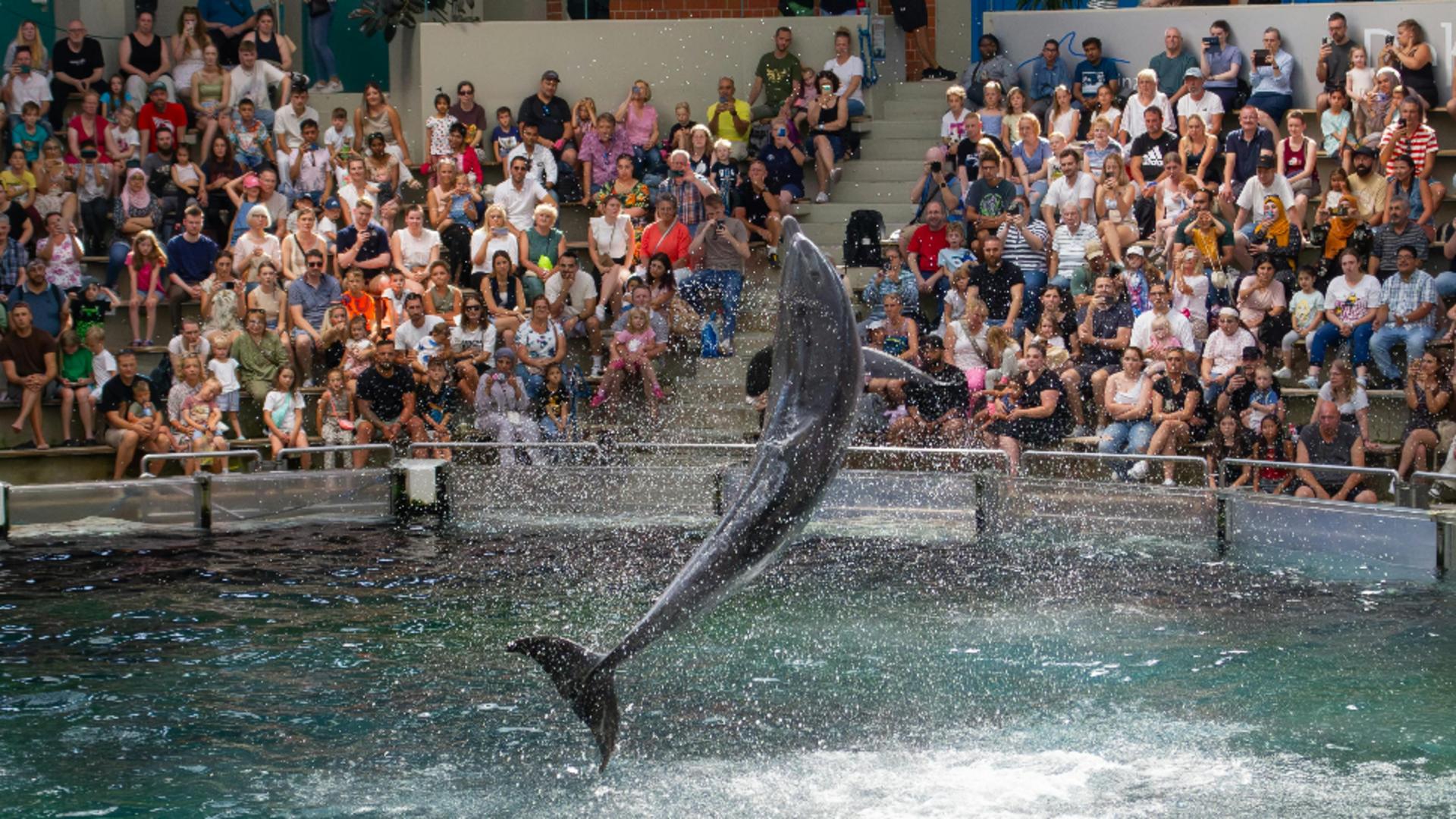 S-a redeschis delfinariul din Constanța. Cât vor scoate din buzunare vizitatorii pentru un bilet?