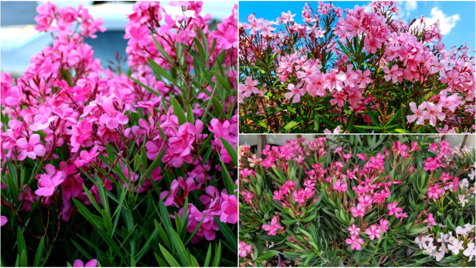 Floarea care poate fi plantată în grădină vara