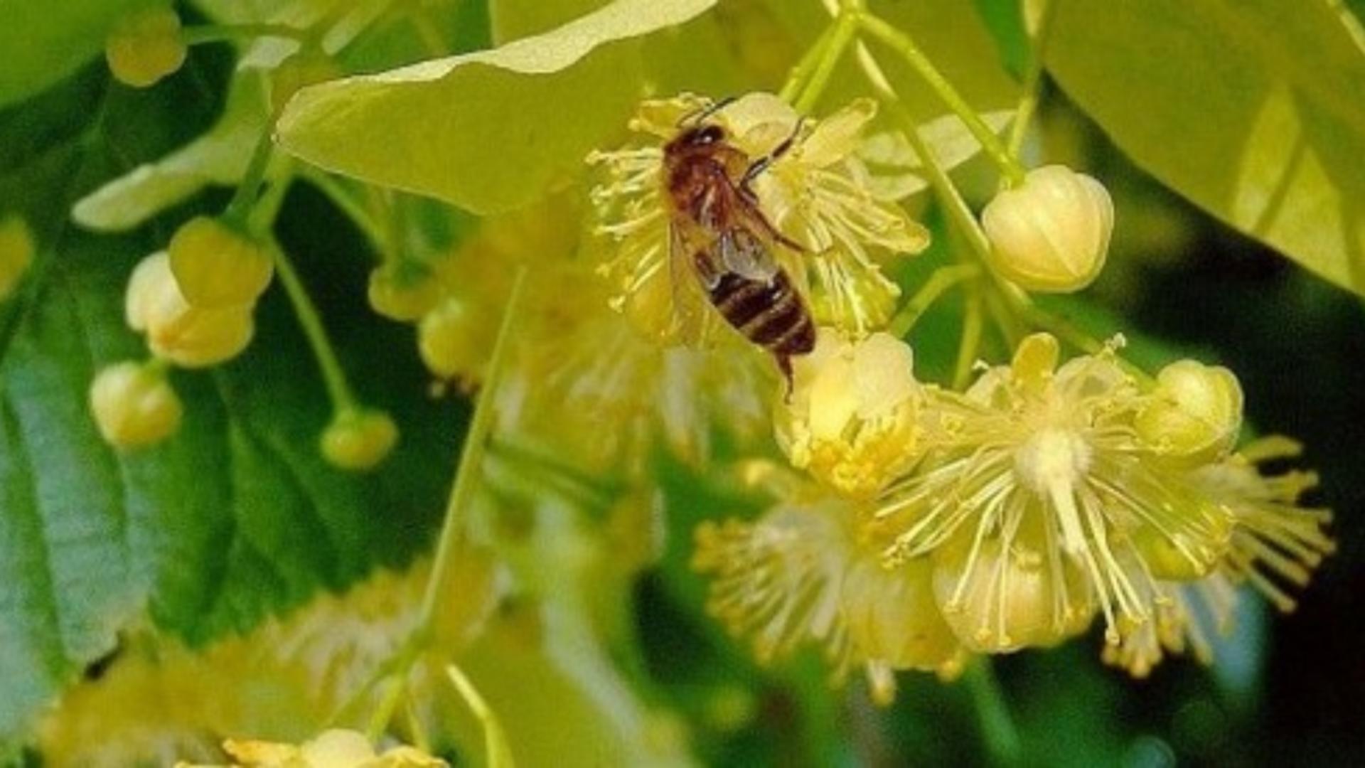 Când trebuie culese florile de tei și cum se păstrează corect pentru a nu-și pierde parfumul?