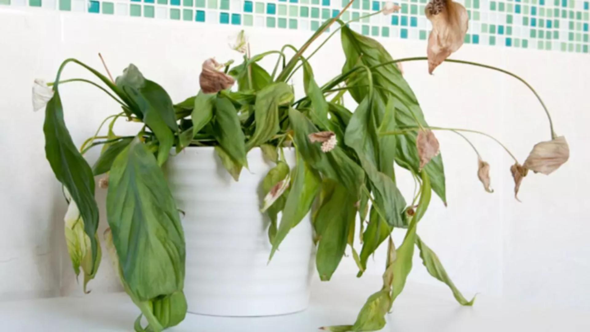 Ce să pui în ghiveci dacă florile s-au ofilit