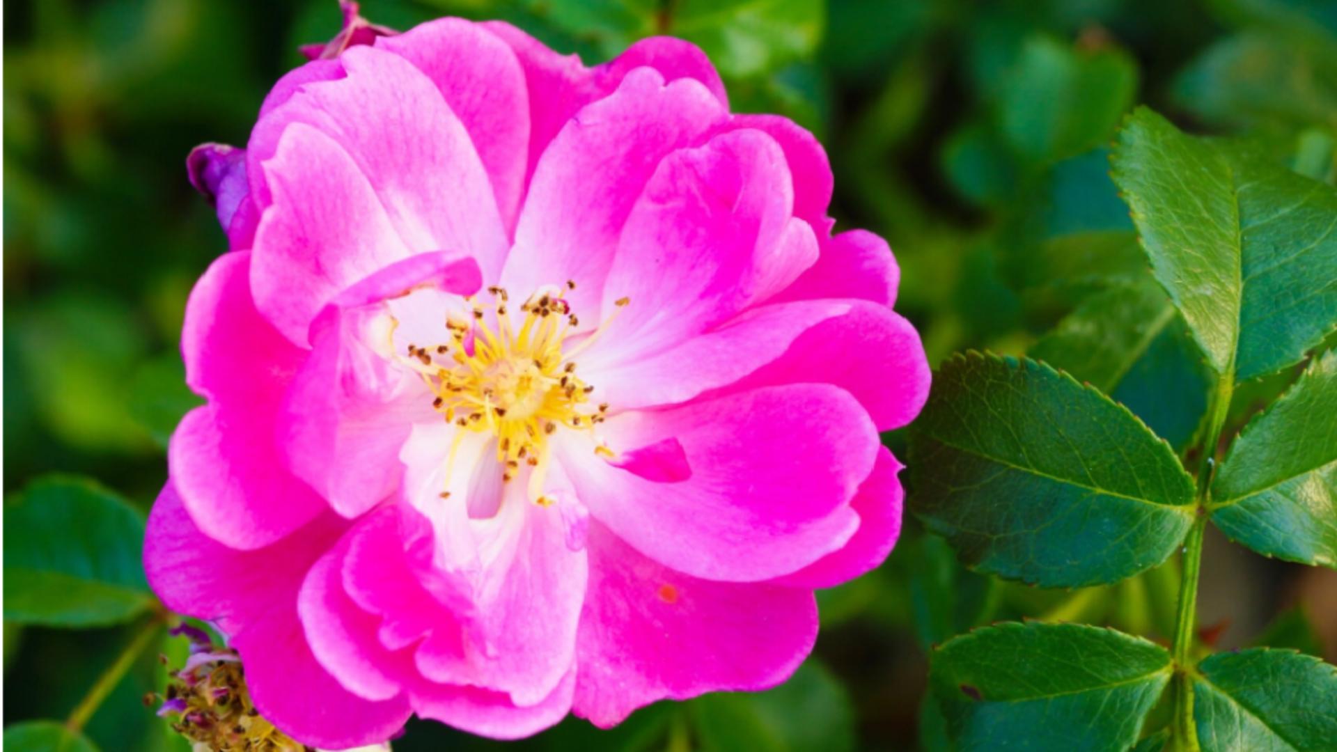 7 flori care se îngrijesc singure și îți încântă grădina pe timpul verii – alegerea ideală pentru curtea ta