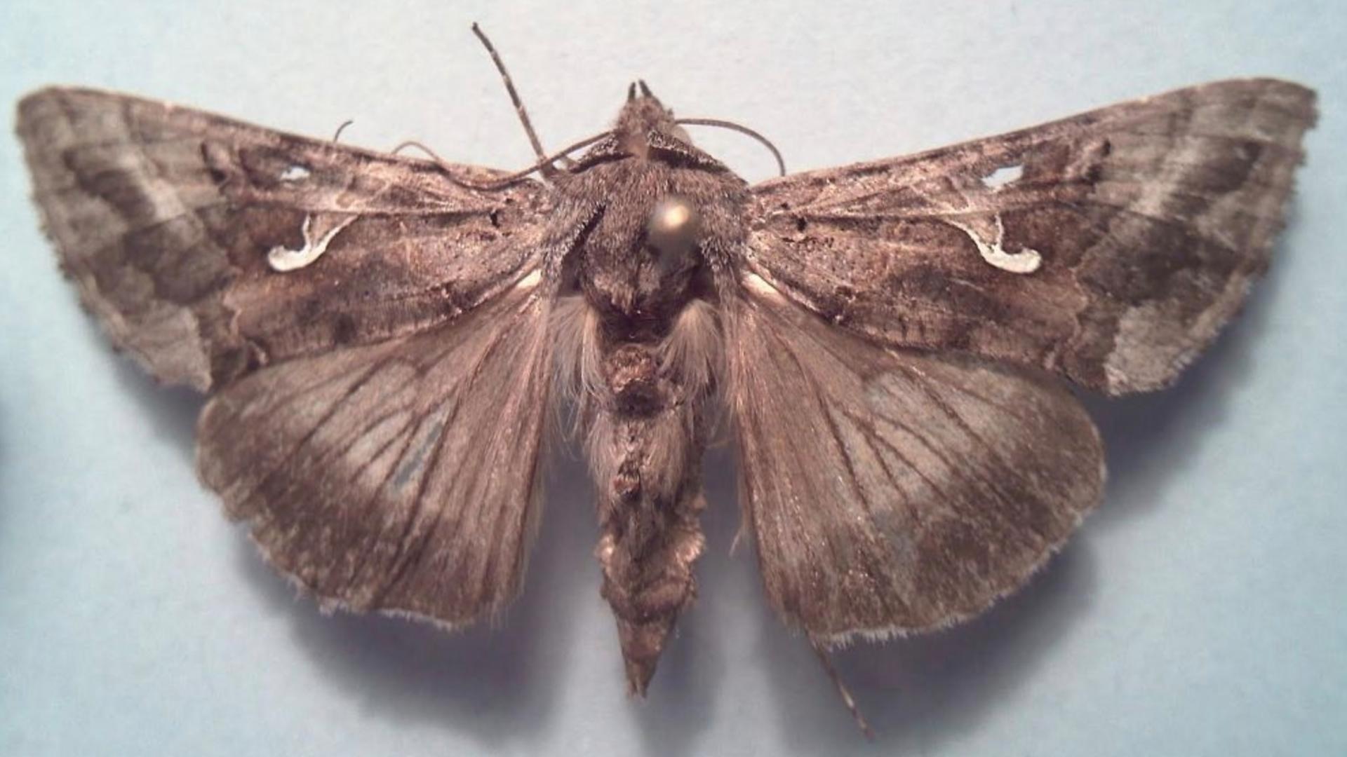 Invazie de fluturi, la Stadionul Giulești, din Capitală