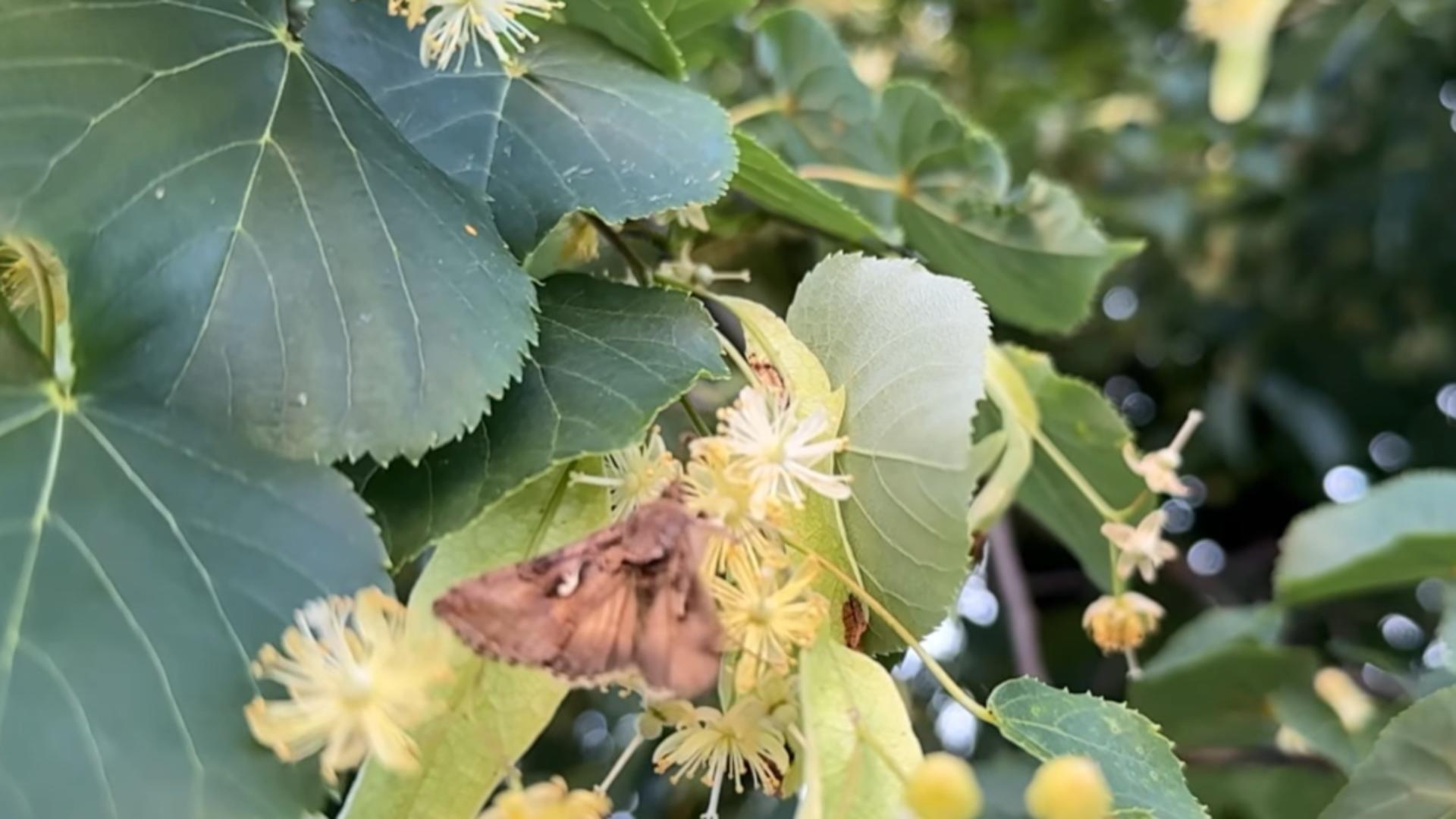 Specialiștii atrag atenția că fluturii sunt inofensivi pentru om