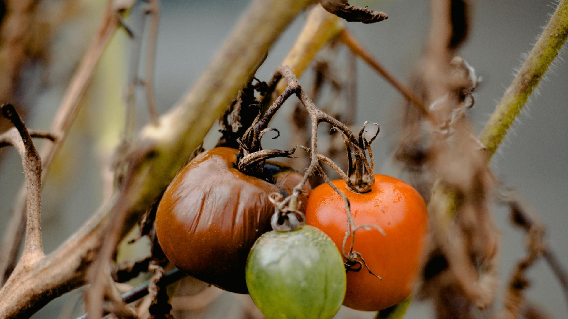De ce se ofilesc frunzele la roșii? Ce trebuie să faci ca să salvezi plantele