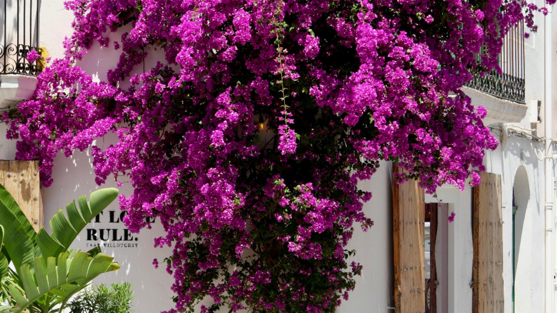 Planta care vindecă. Ajută digestia și poate combate celulele canceroase