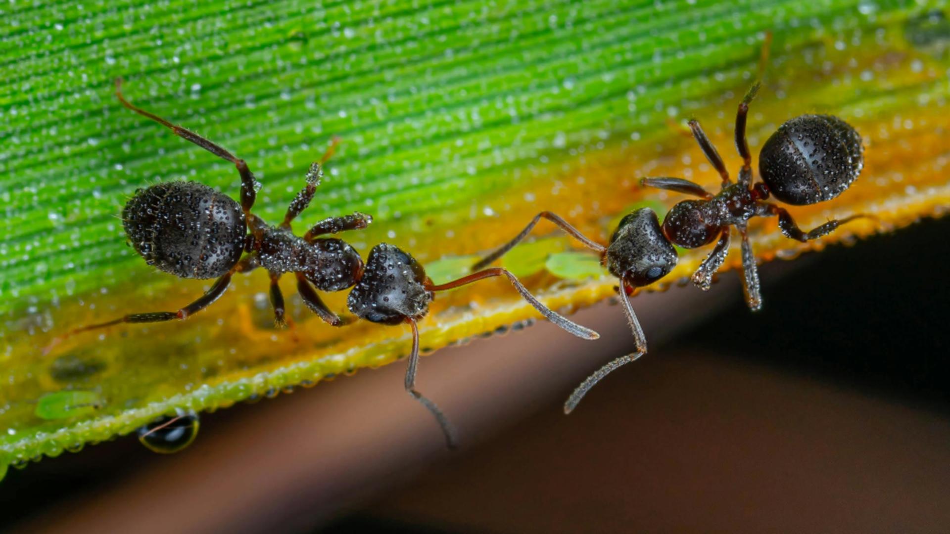 Cum să scapi de furnicile din grădină în mod natural. Soluții de îndepărtare a acestor insecte care pot distruge culturile de legume