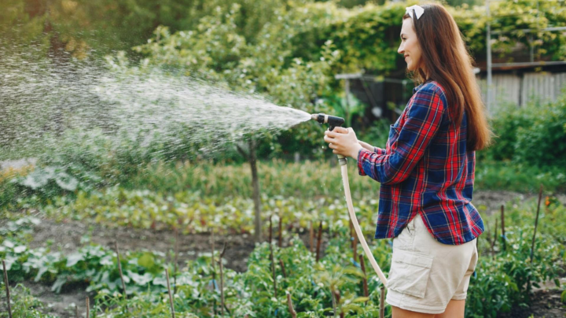 La ce oră trebuie să uzi plantele vara, ca să ai o grădină plină de belșug