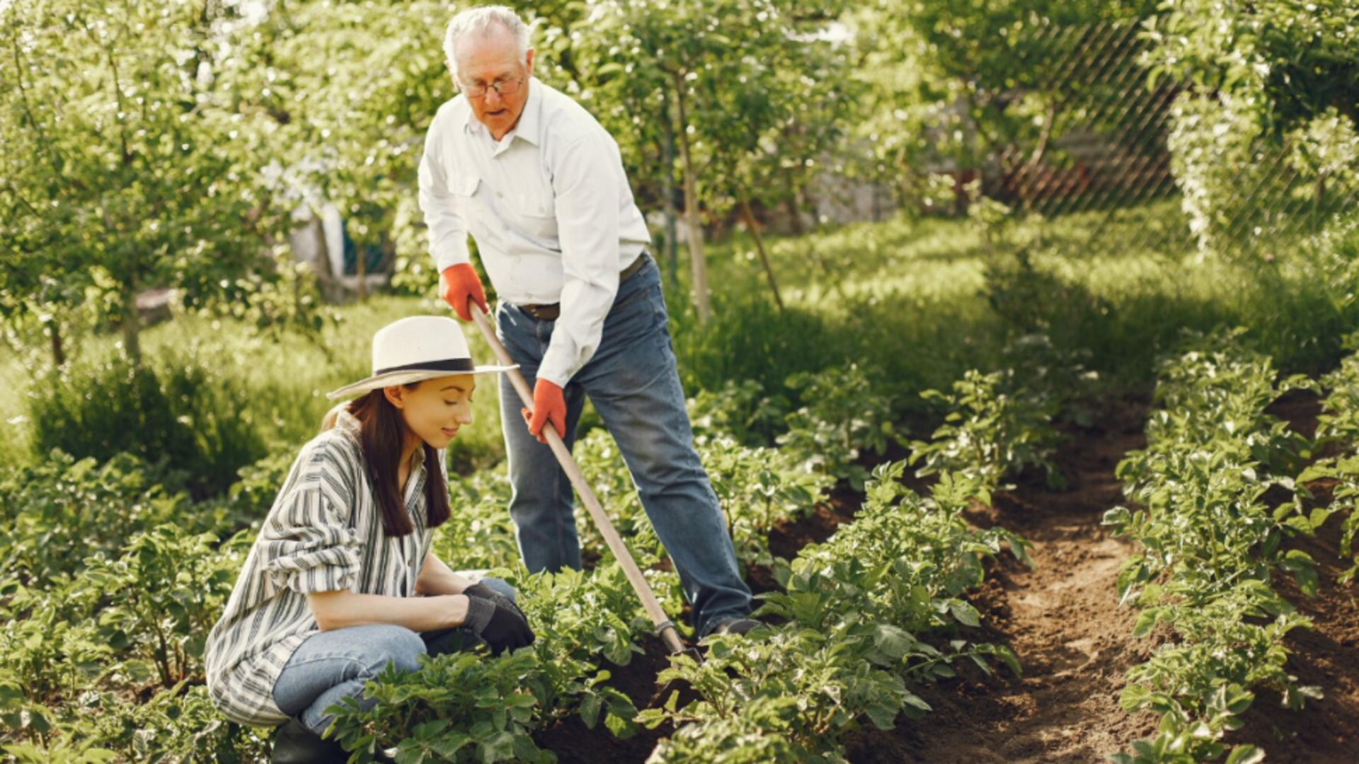 Leguma miraculoasă care crește singură și nu trebuie udată.