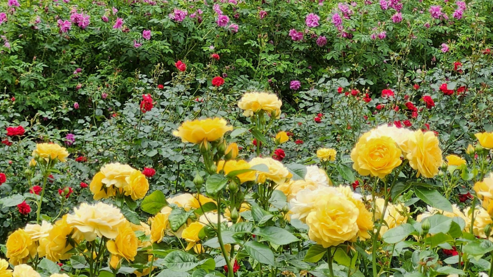 Îngrășământul natural preparat din 3 ingrediente. Plantele tale vor crește sănătoase și viguroase