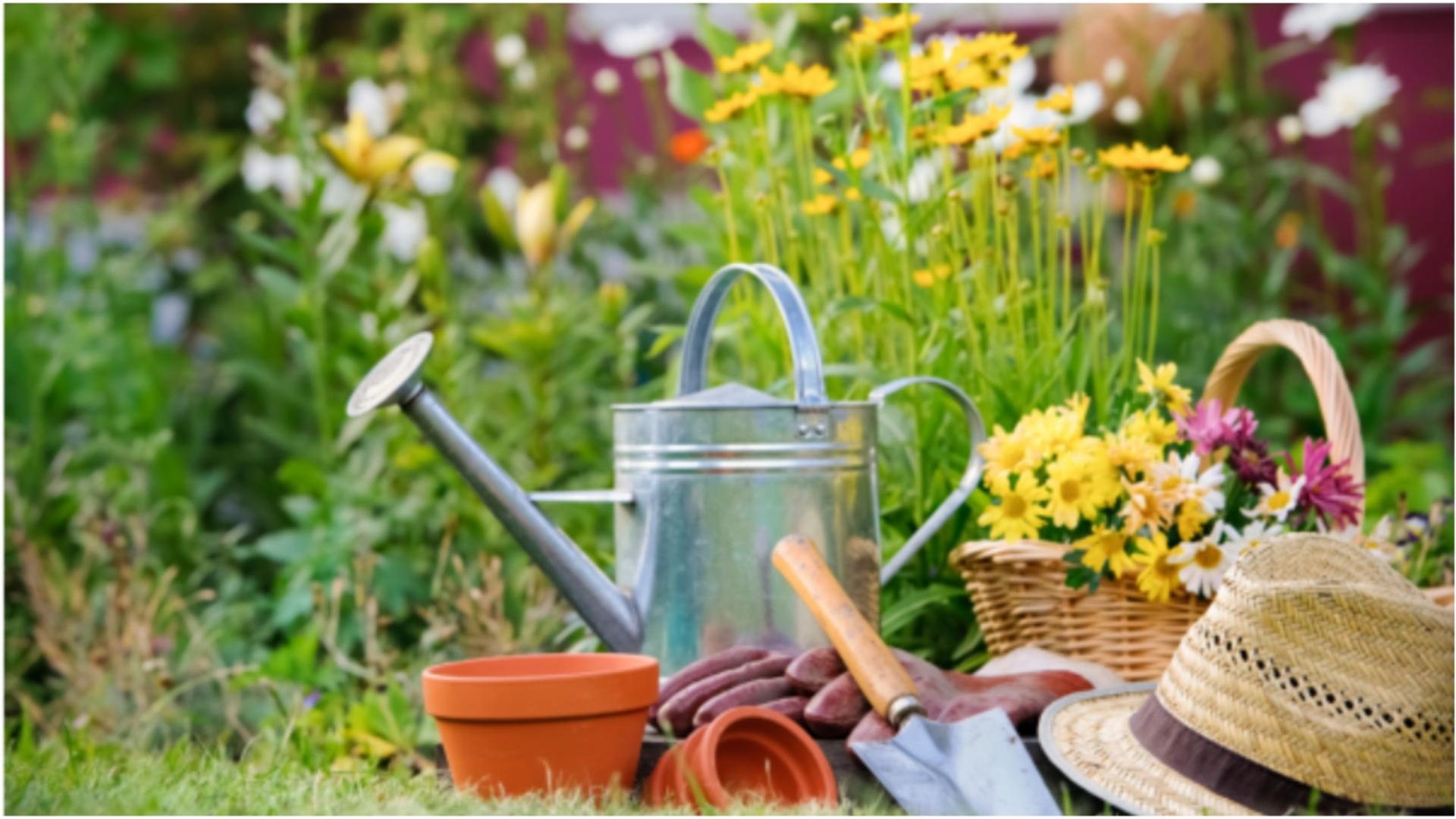 Cât de des trebuie udate plantele vara. Ce recomandă specialiștii