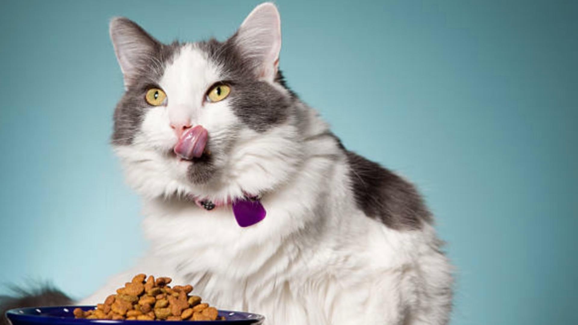 Guvernul a pus gând rău pisicilor. De unde vrea să mai strângă bani