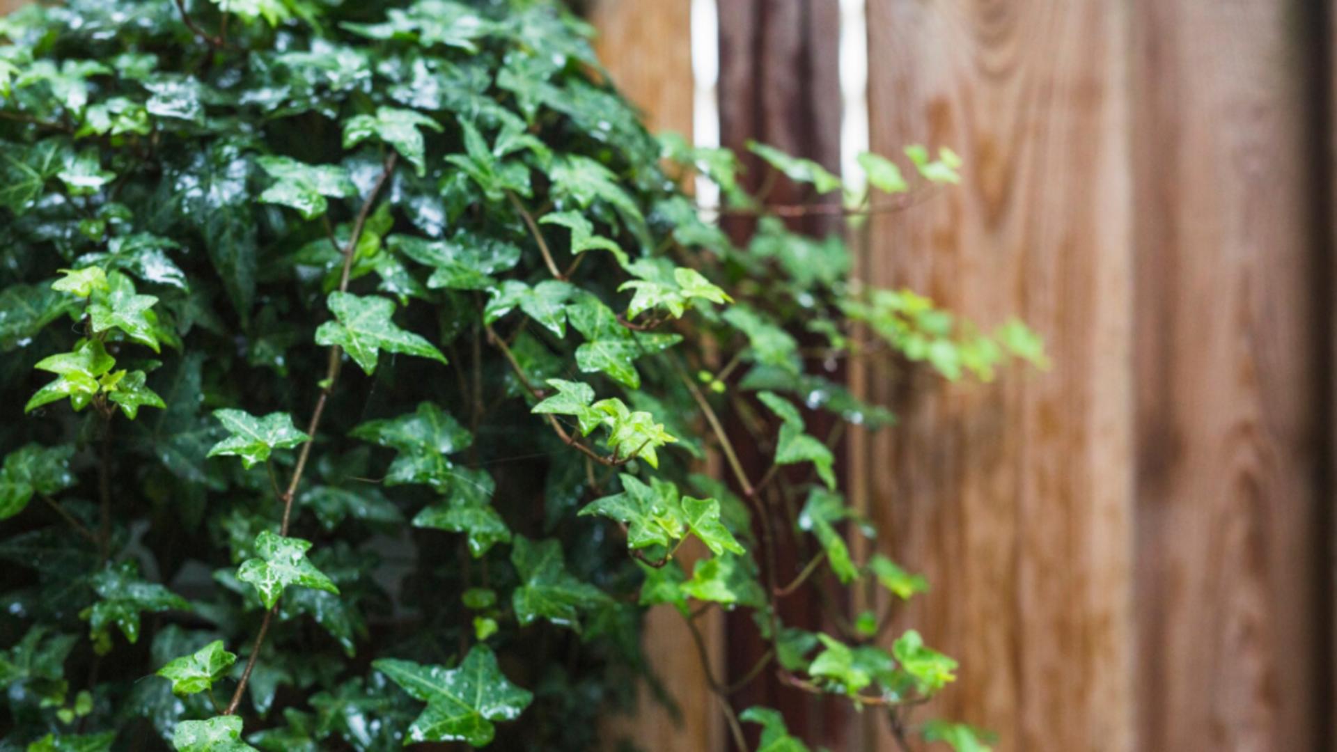 Uniunea Europeană interzice vânzarea și cumpărarea unei plante ornamentale populare, începând cu 5 august 2025