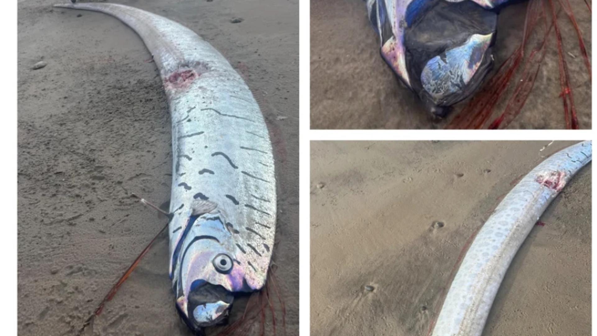 O nouă apariție înfricoșătoare a „Peștelui Apocalipsă”. Foto: Sybil Robertson