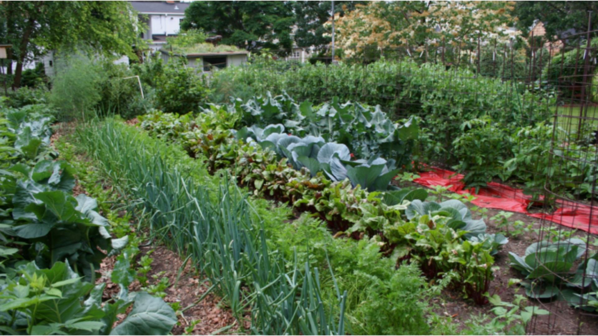 Legumele pe care poți să le cultivi în luna iulie