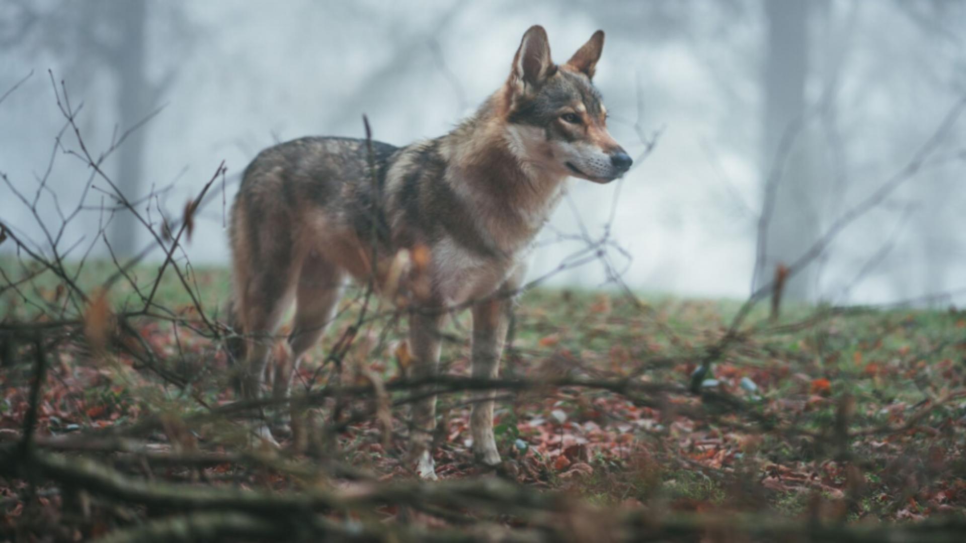 Lupii vor putea fi vânați mai ușor
