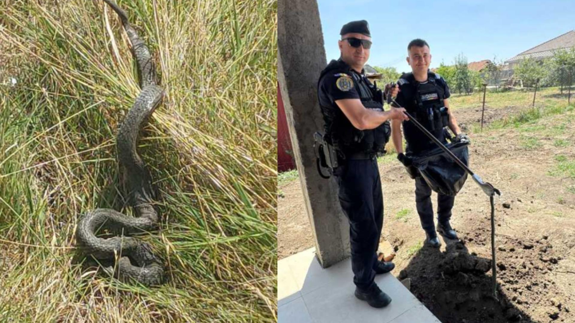 Un român s-a trezit cu un mega-șarpe de 1,5 metri în curte