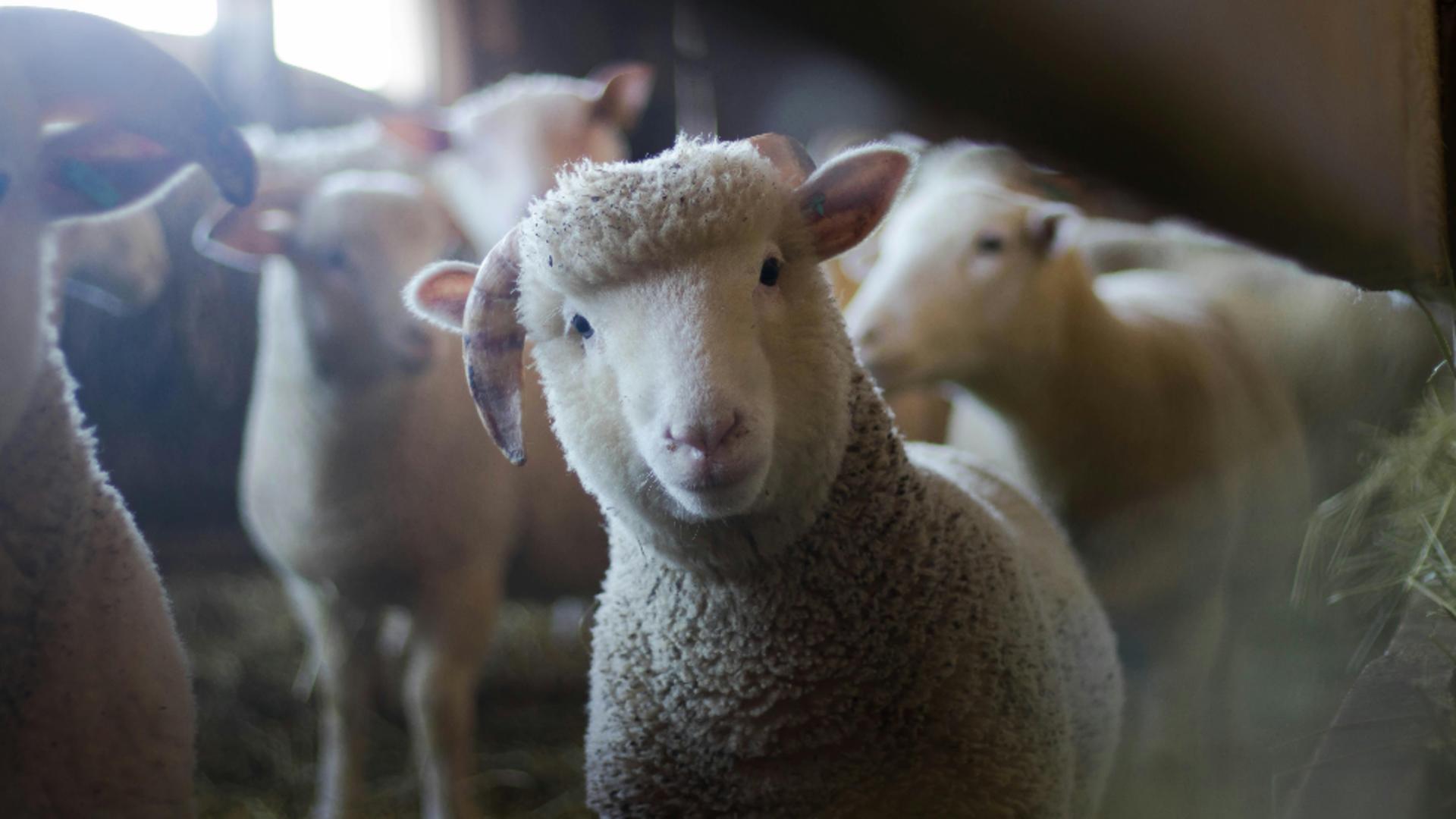 Caz șocant în Germania. Un român sacrifica oi într-un apartament închiriat. Animalele au fost furate dintr-un parc natural