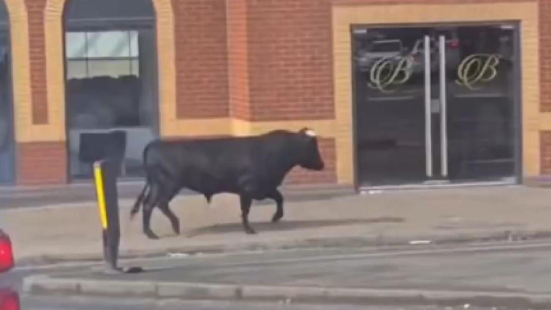 Un taur în galop prin oraș: scene neobișnuite pe străzile din Birmingham