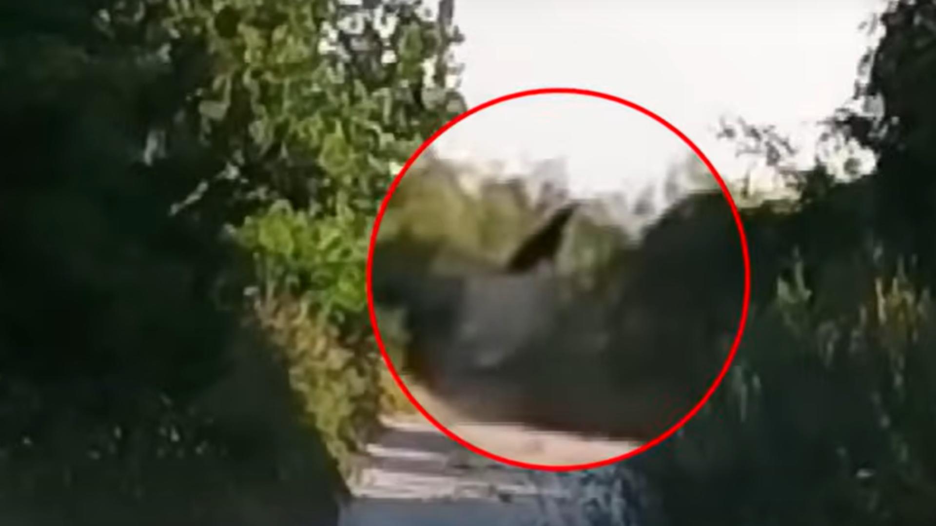 Animalul a fost filmat in luna aprilie