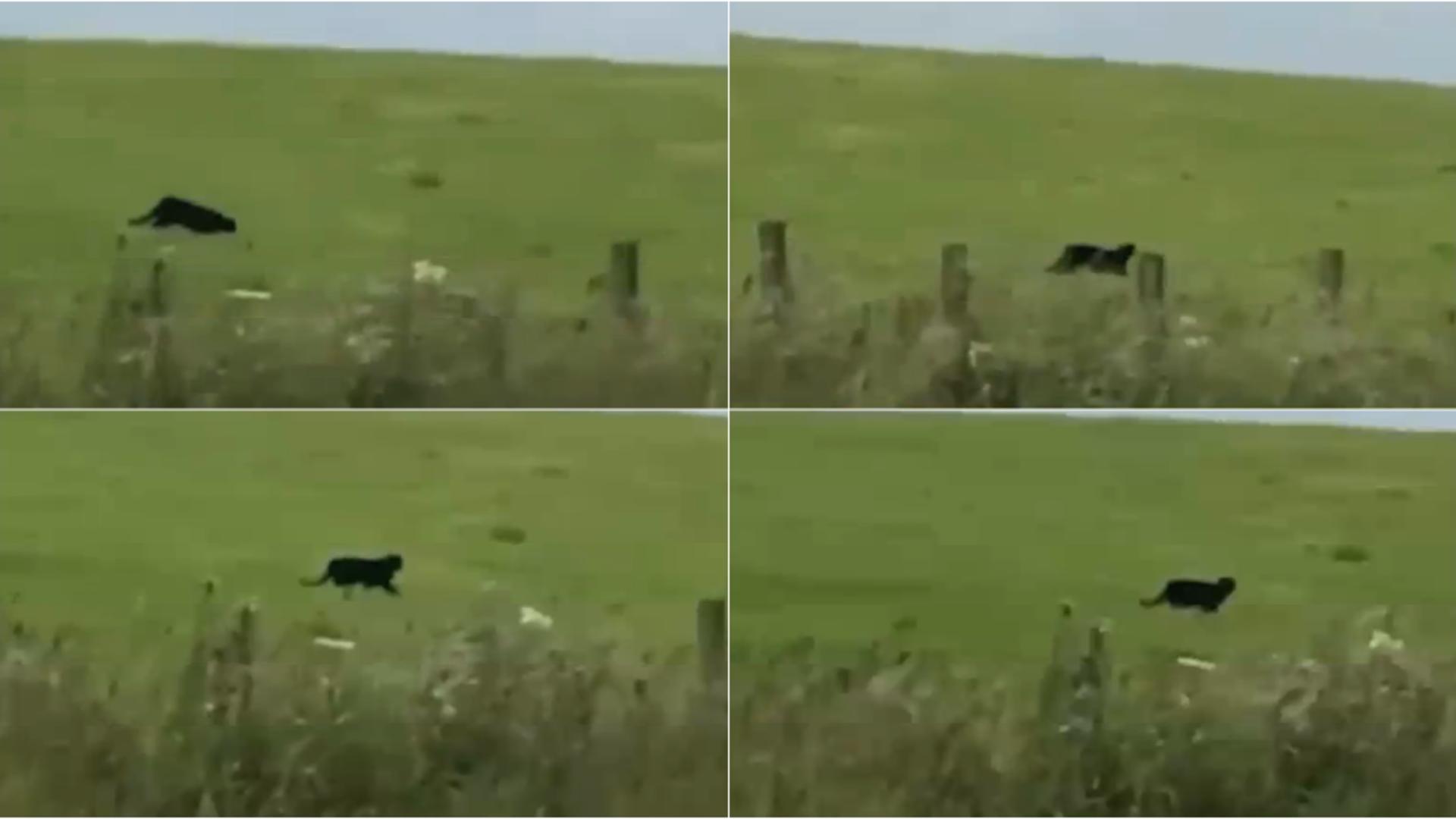 Pantera neagră care a scăpat de la o grădină zoologică din Bulgaria. FOTO: Captura Realitatea Plus 