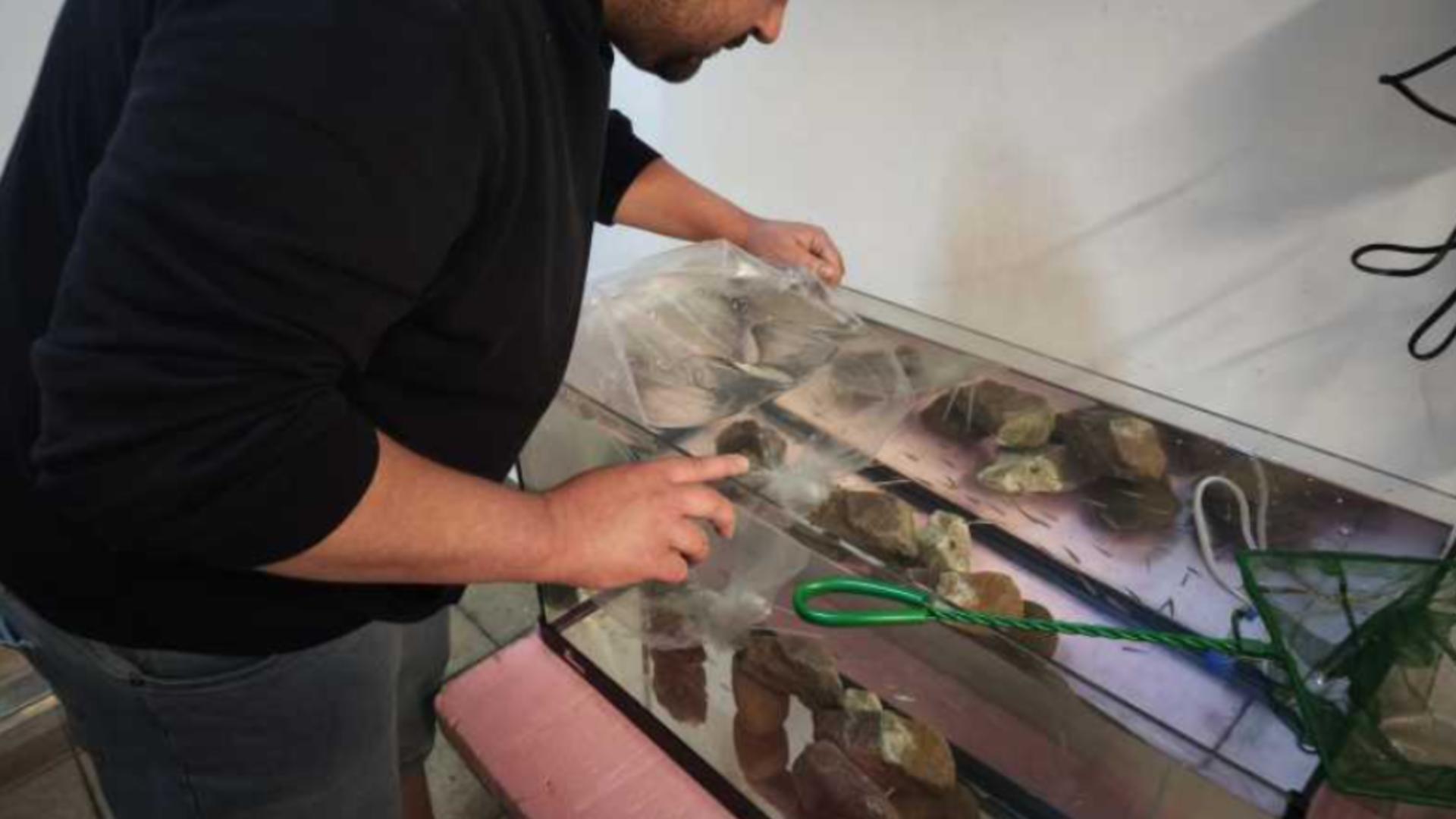 O specie de pește dispărută în natură a fost salvată de specialiștii orădeni