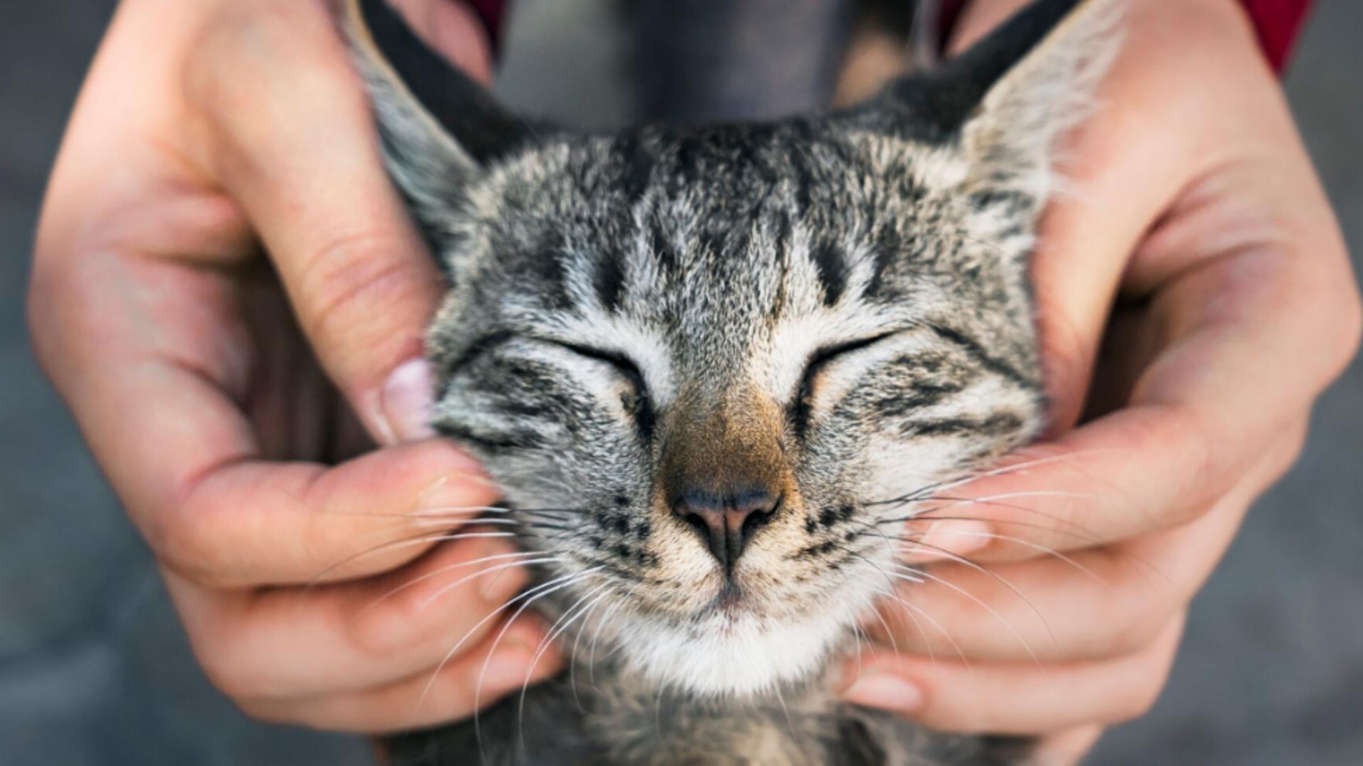 De ce miaună pisica atunci când îi vorbești? Ce vrea să-ți transmită, de fapt?