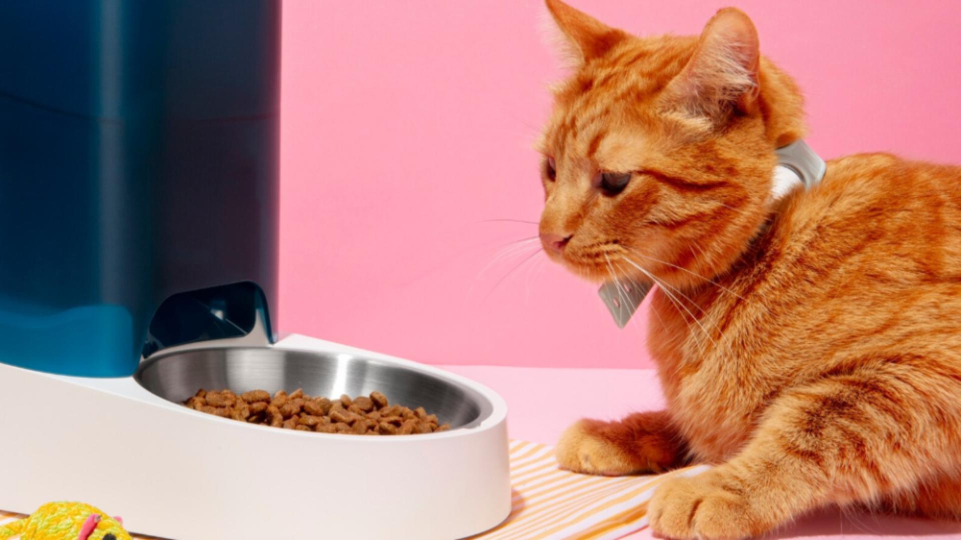 Guvernul ia cu asalt buzunarele stăpânilor de pisici