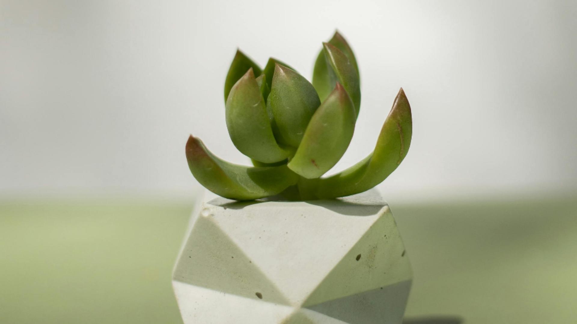 Planta pe care trebuie să o ai în locuința ta în luna iulie. Aduce bunăstare și armonie în familie