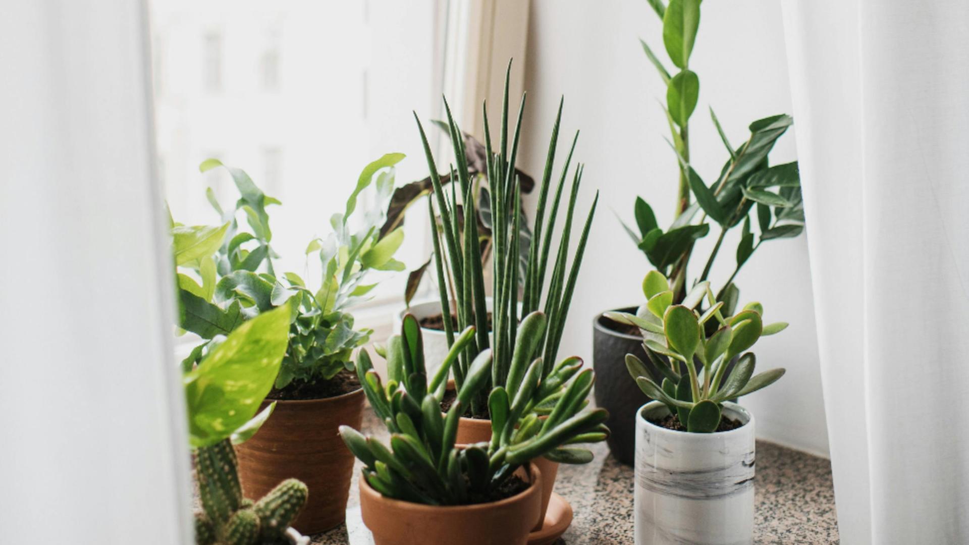 Plantele de apartament care cresc doar în apă