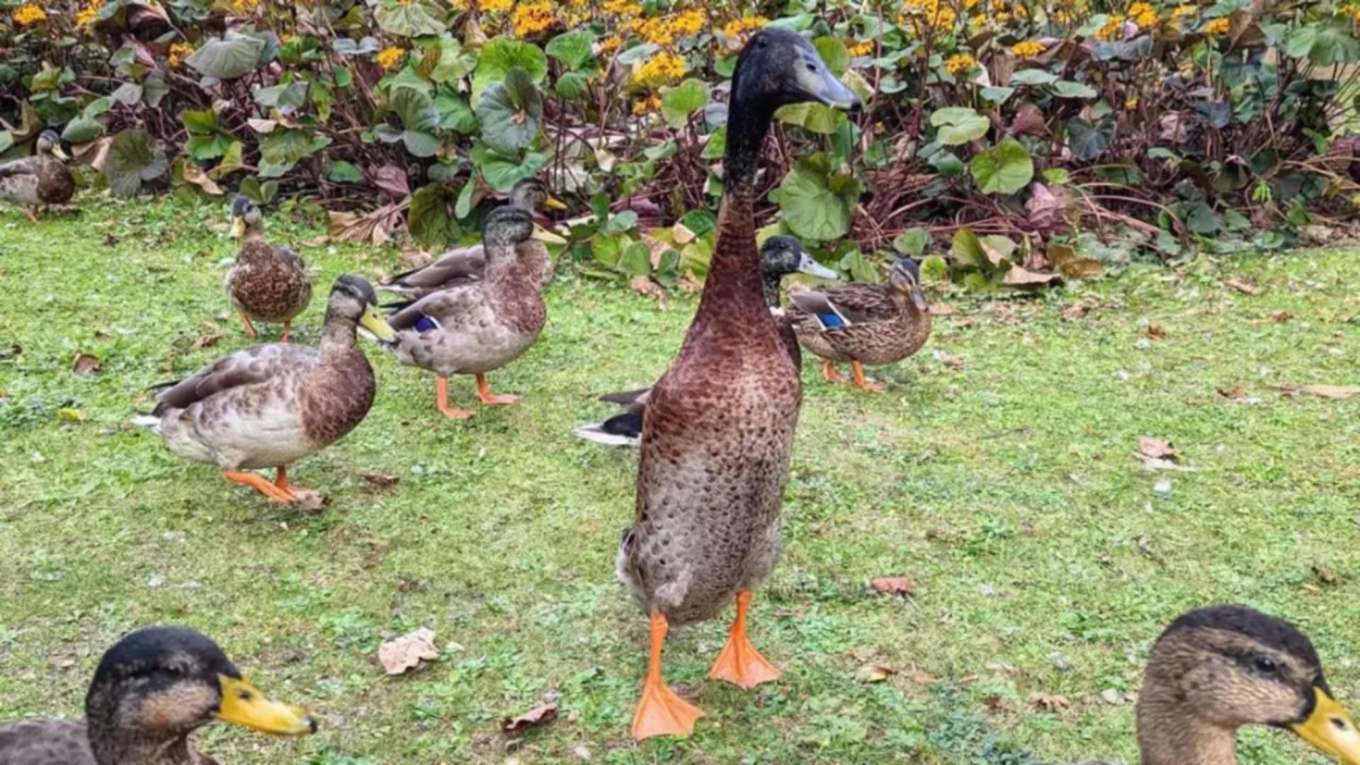 Rațe alergătoare indiene. Foto: Profimedia