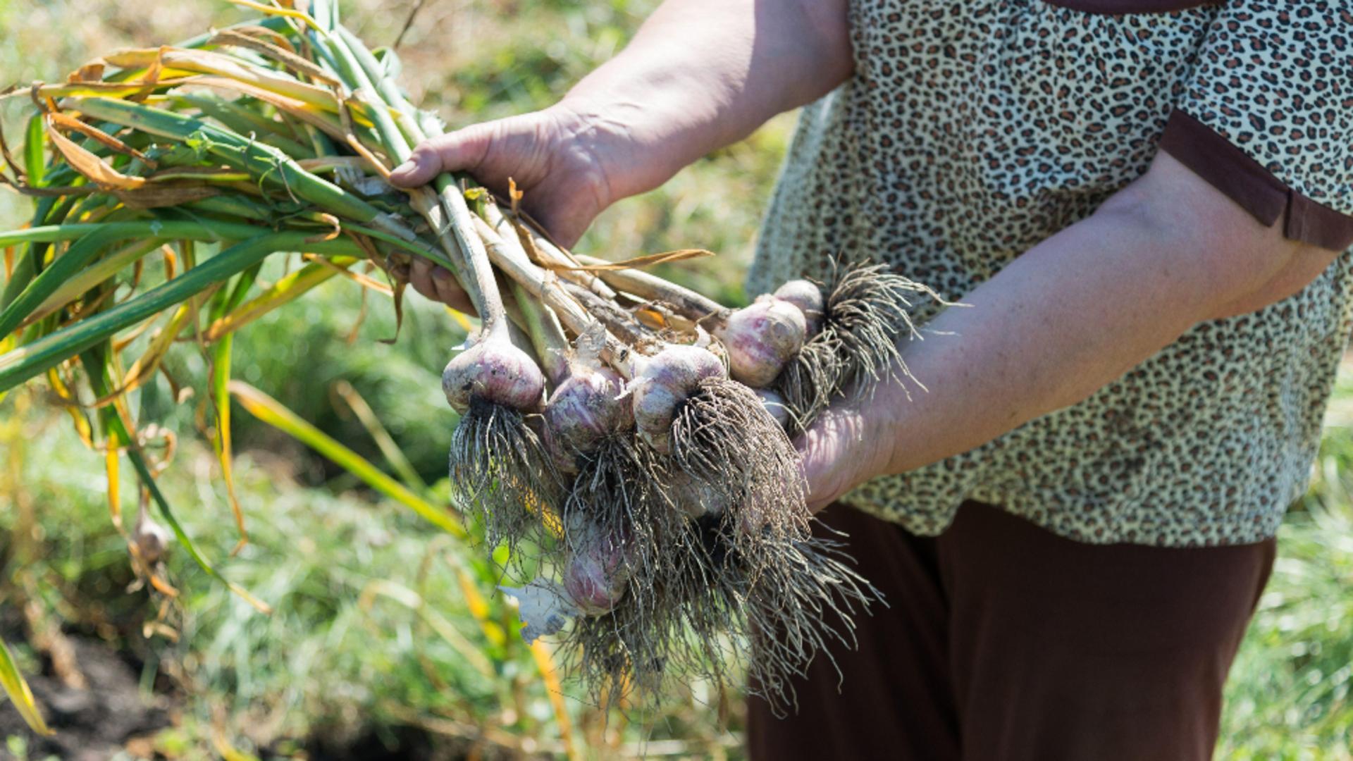 Cum poți salva usturoiul. Trucul care îți salvează recolta în luna iunie: gata cu frunzele îngălbenite/ Profimedia